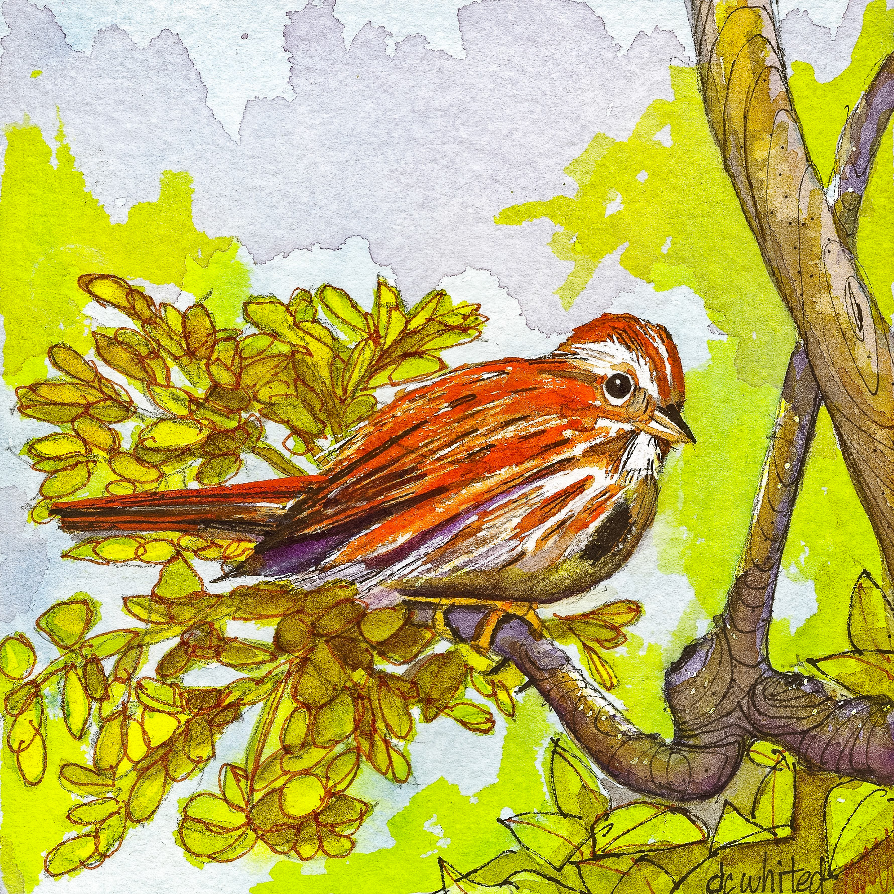 Song Sparrow