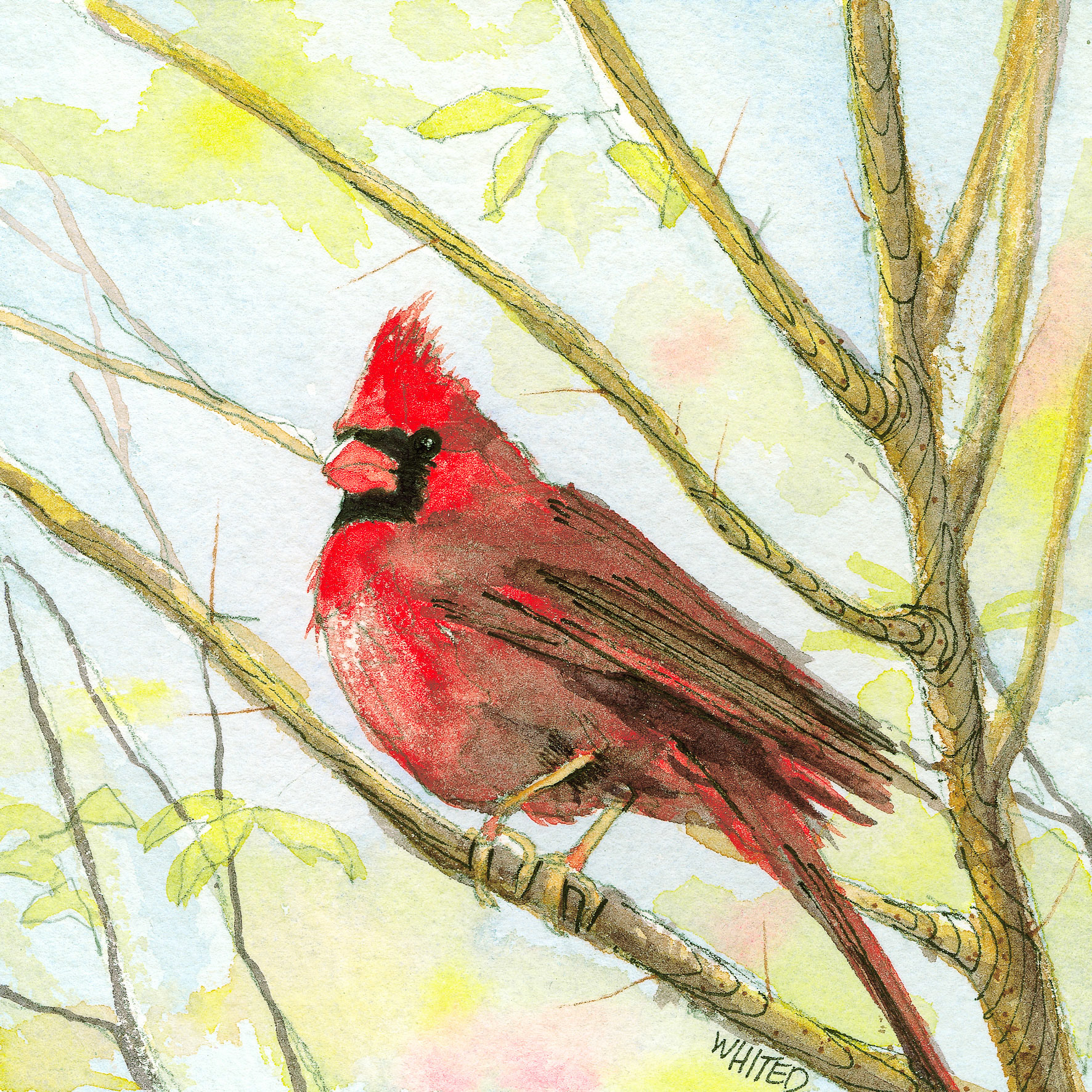 Northern Cardinal
