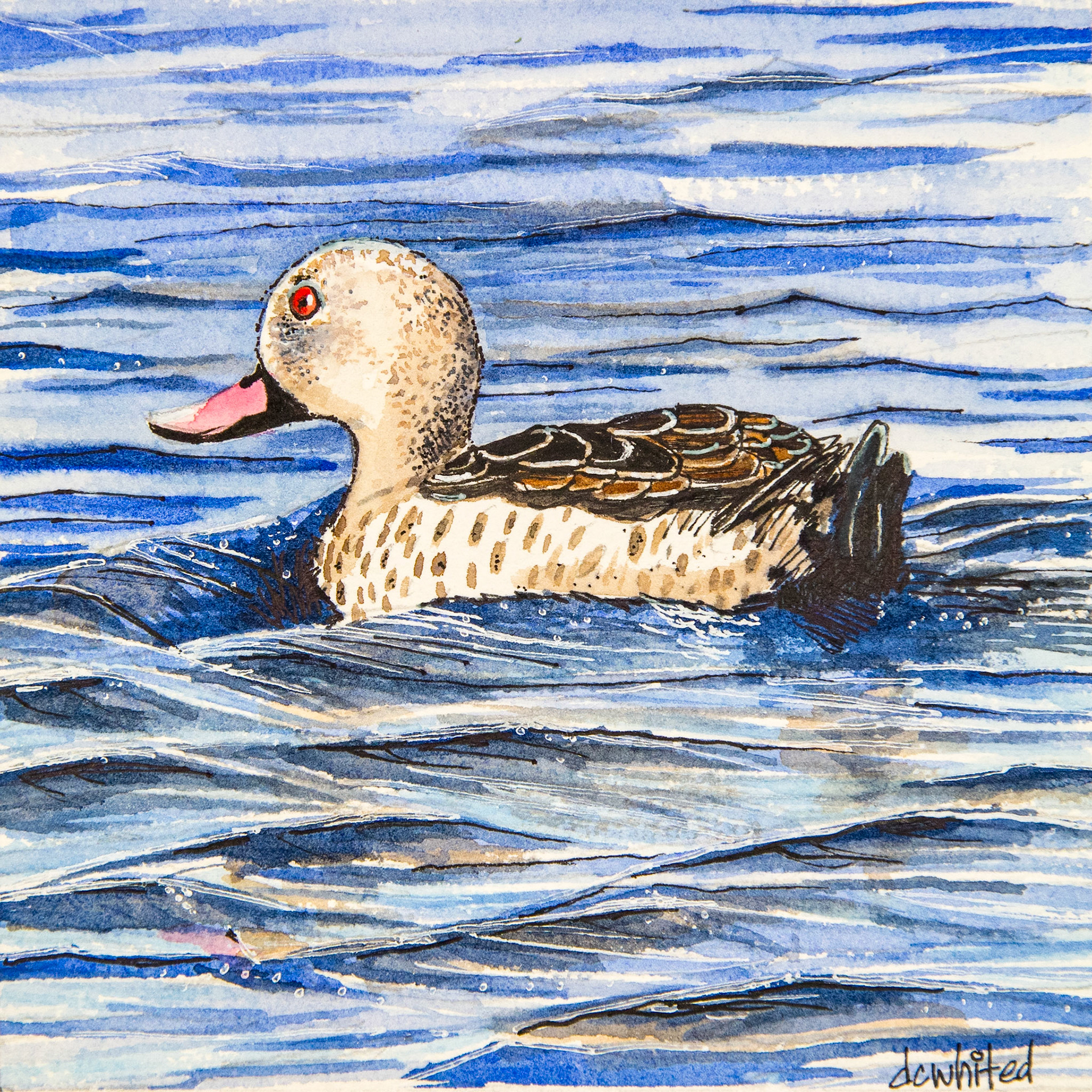 Cape Teal (South Africa)