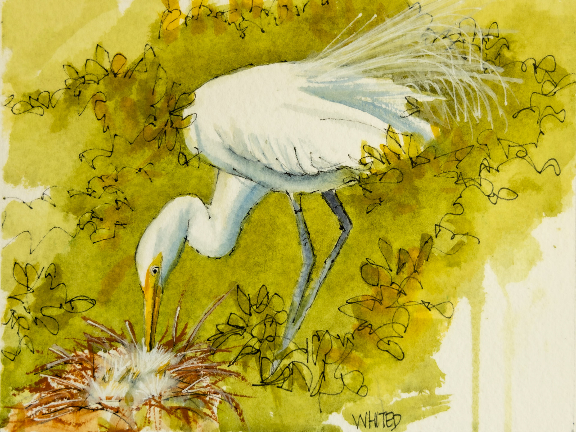 White Ibis on Next