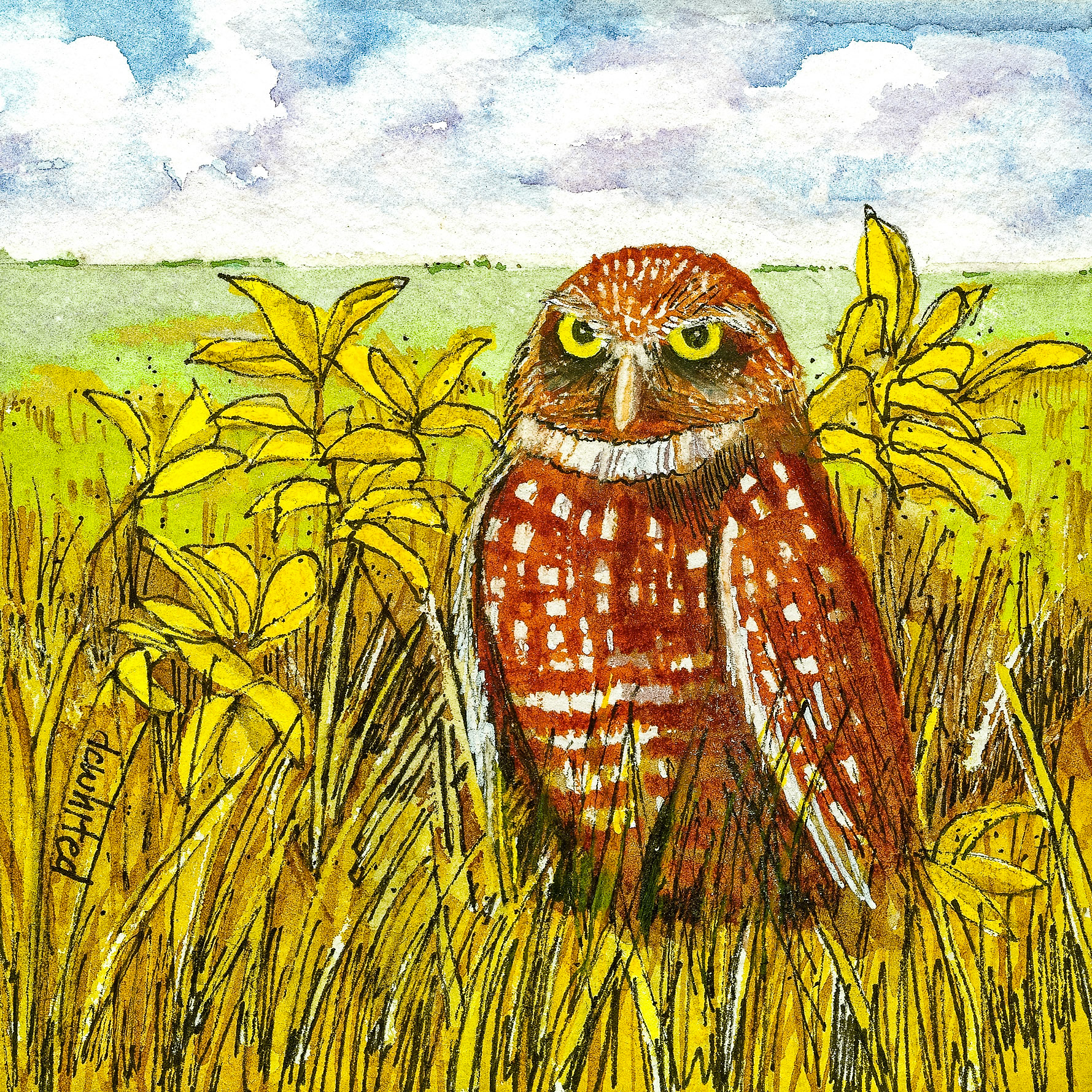 Burrowing Owl