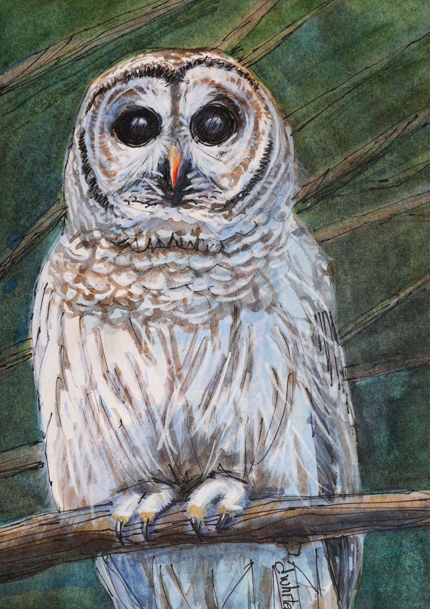 Barred Owl