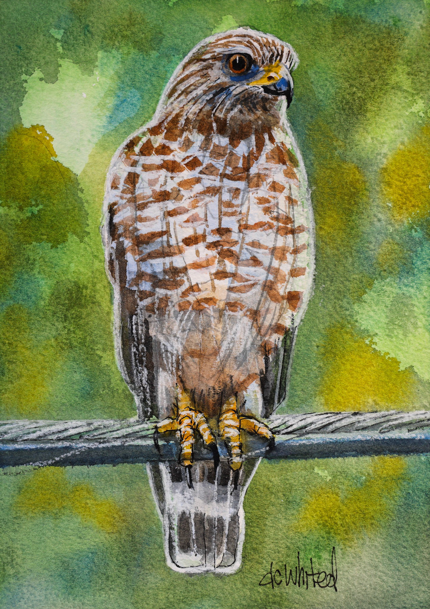 Broadwing Hawk