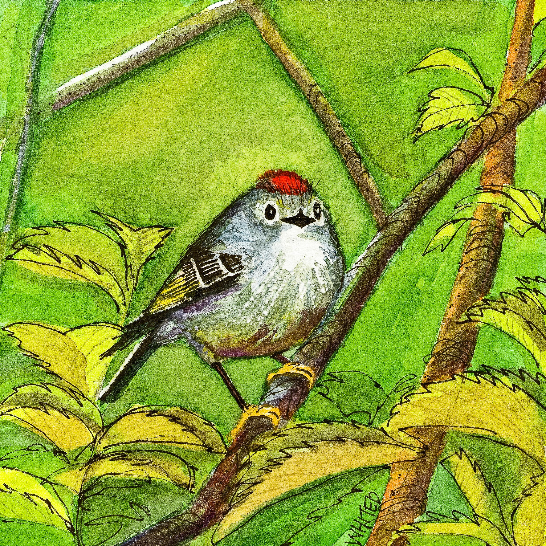 Ruby-crowned Kinglet