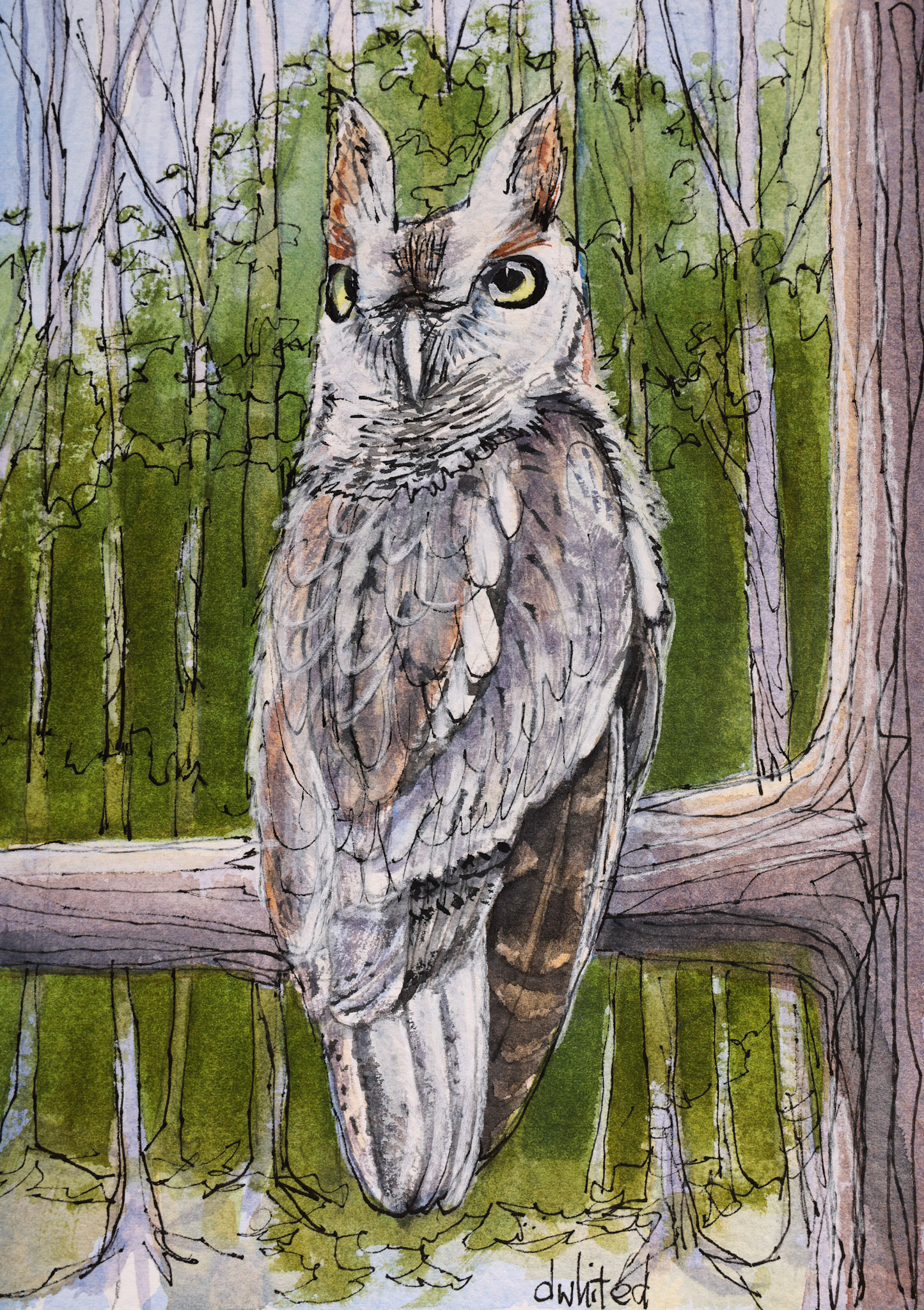 Screech Owl