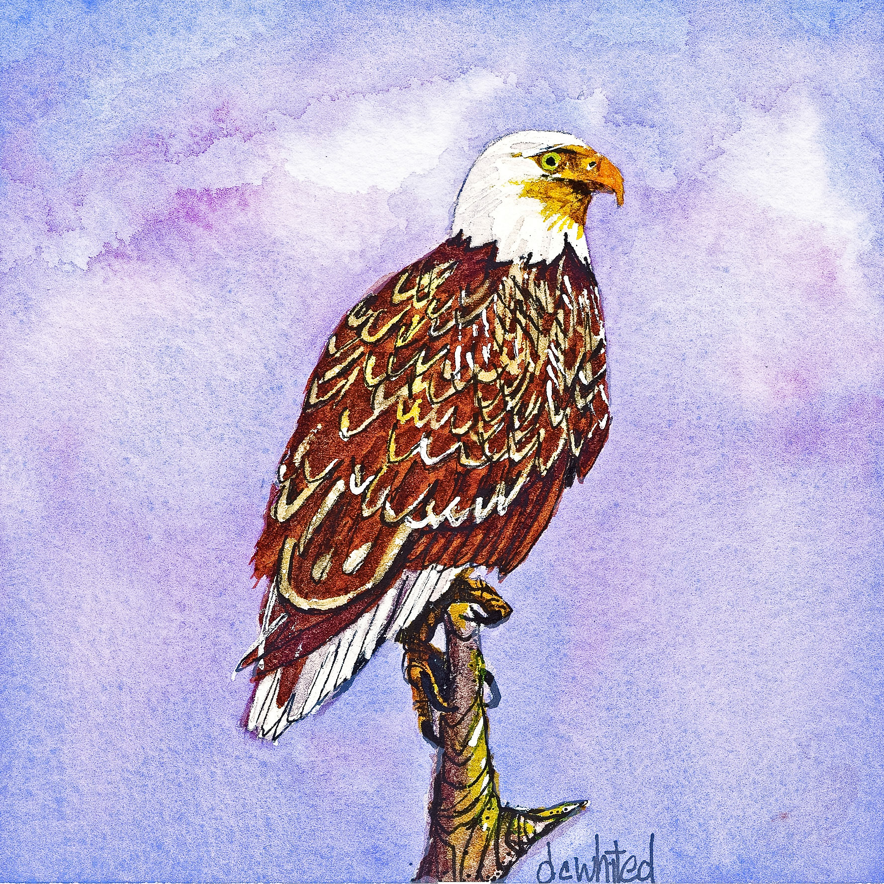 Bald Eagle
