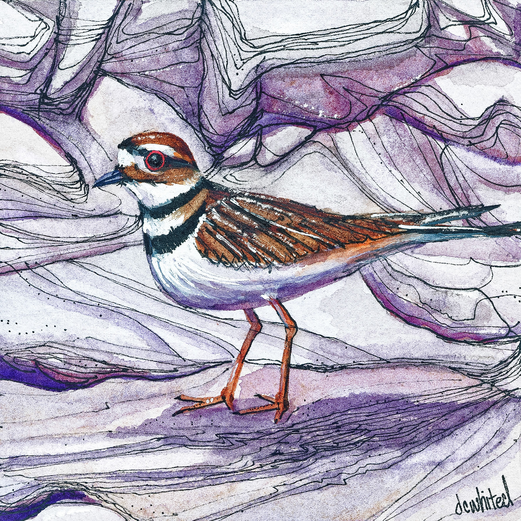 Killdeer