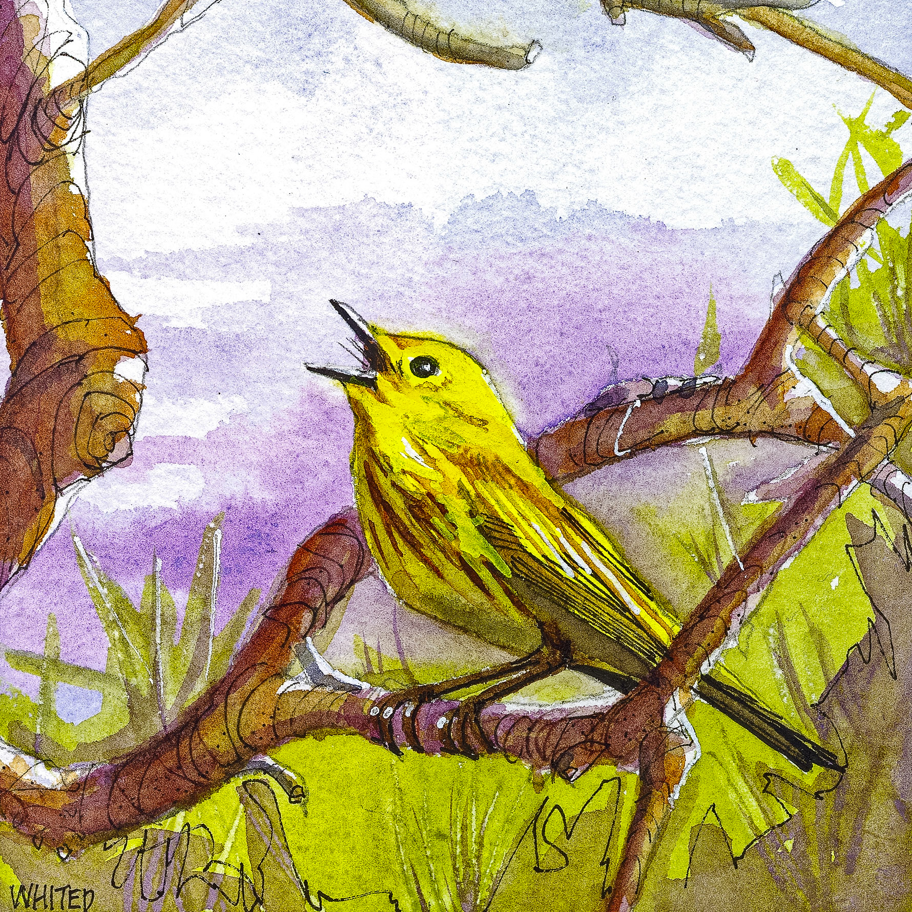 Yellow Warbler