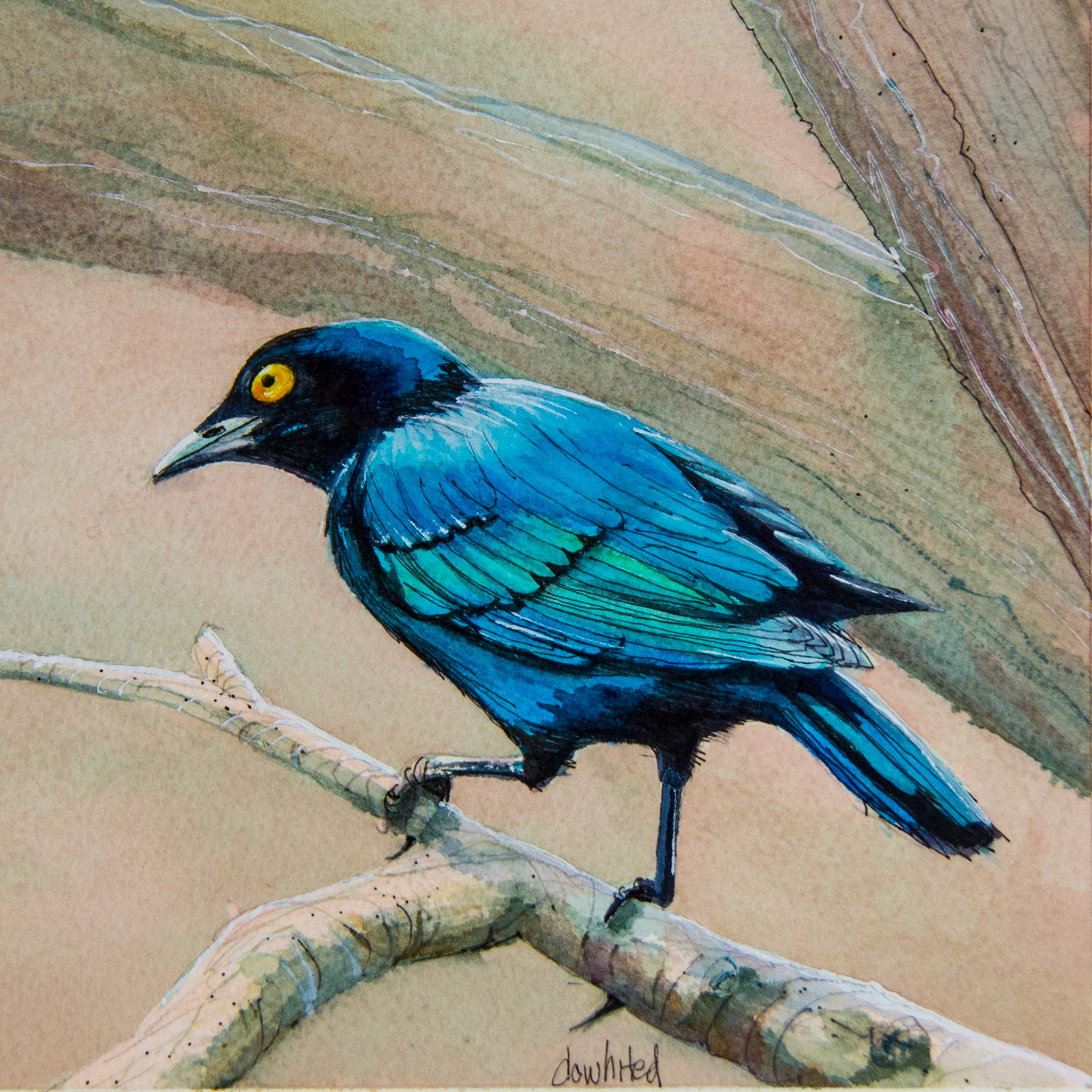 Blue Eared Starling 