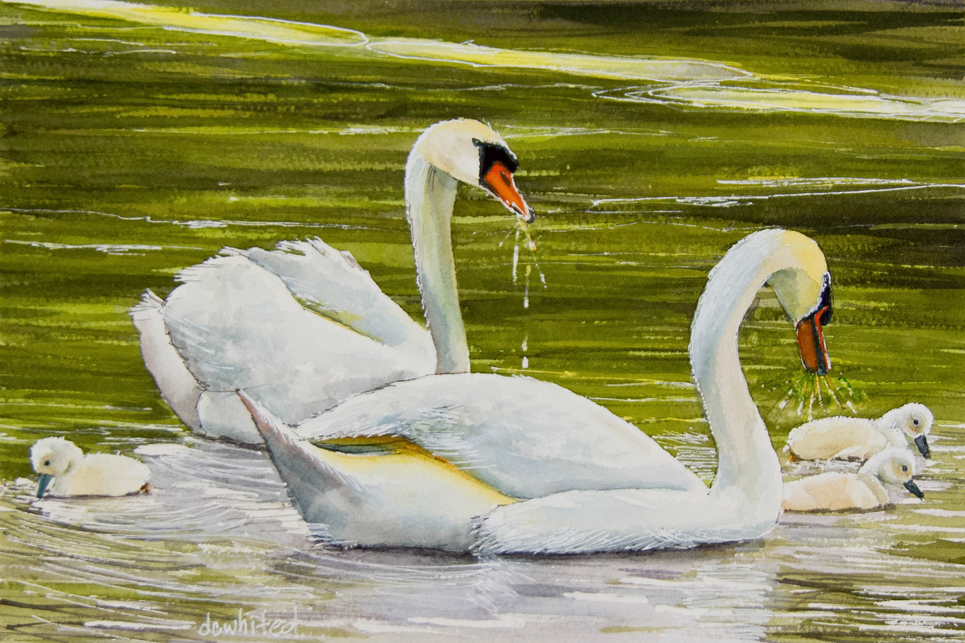 Mute Swan Family