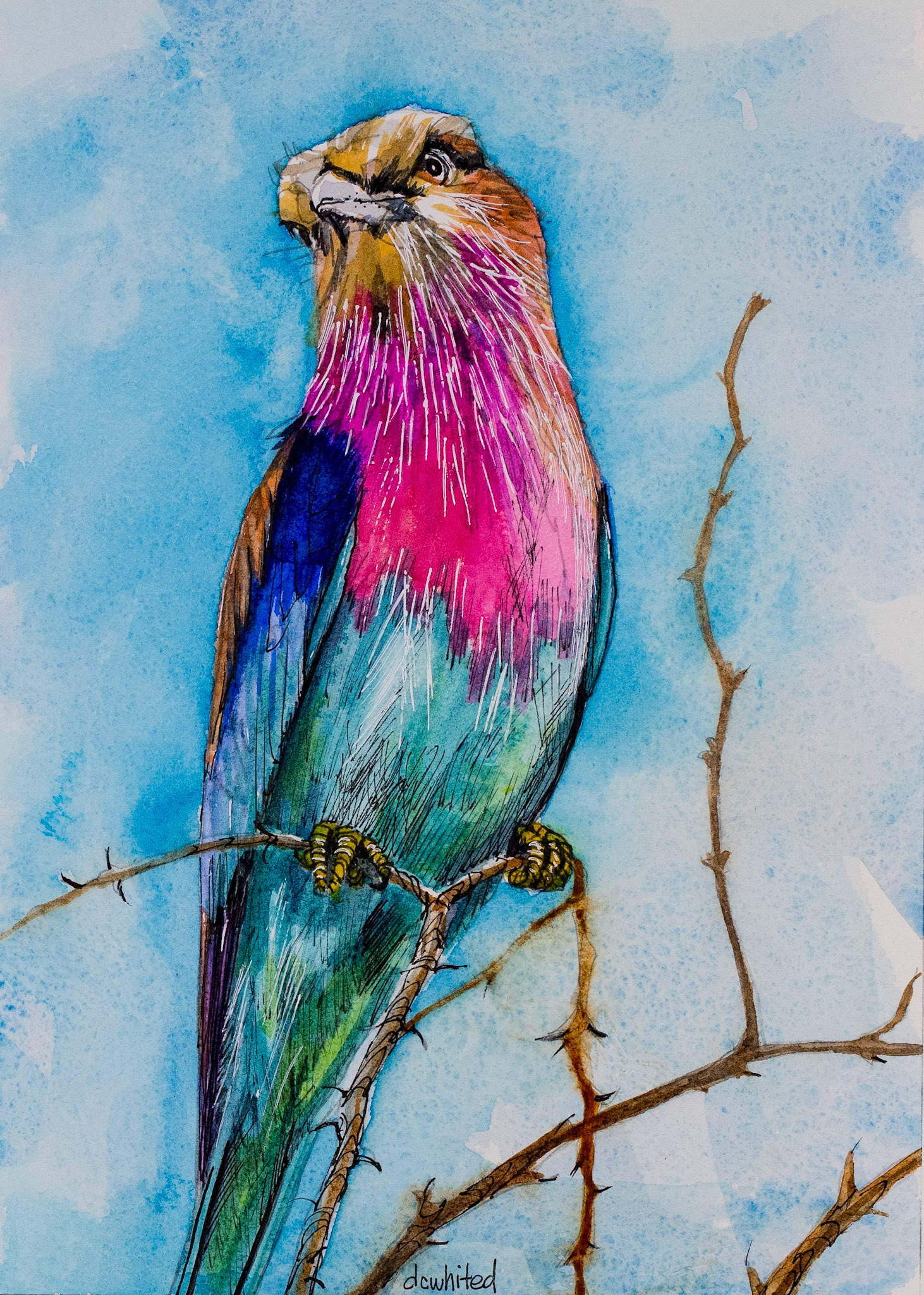 Lilac-breasted Roller (South Africa)