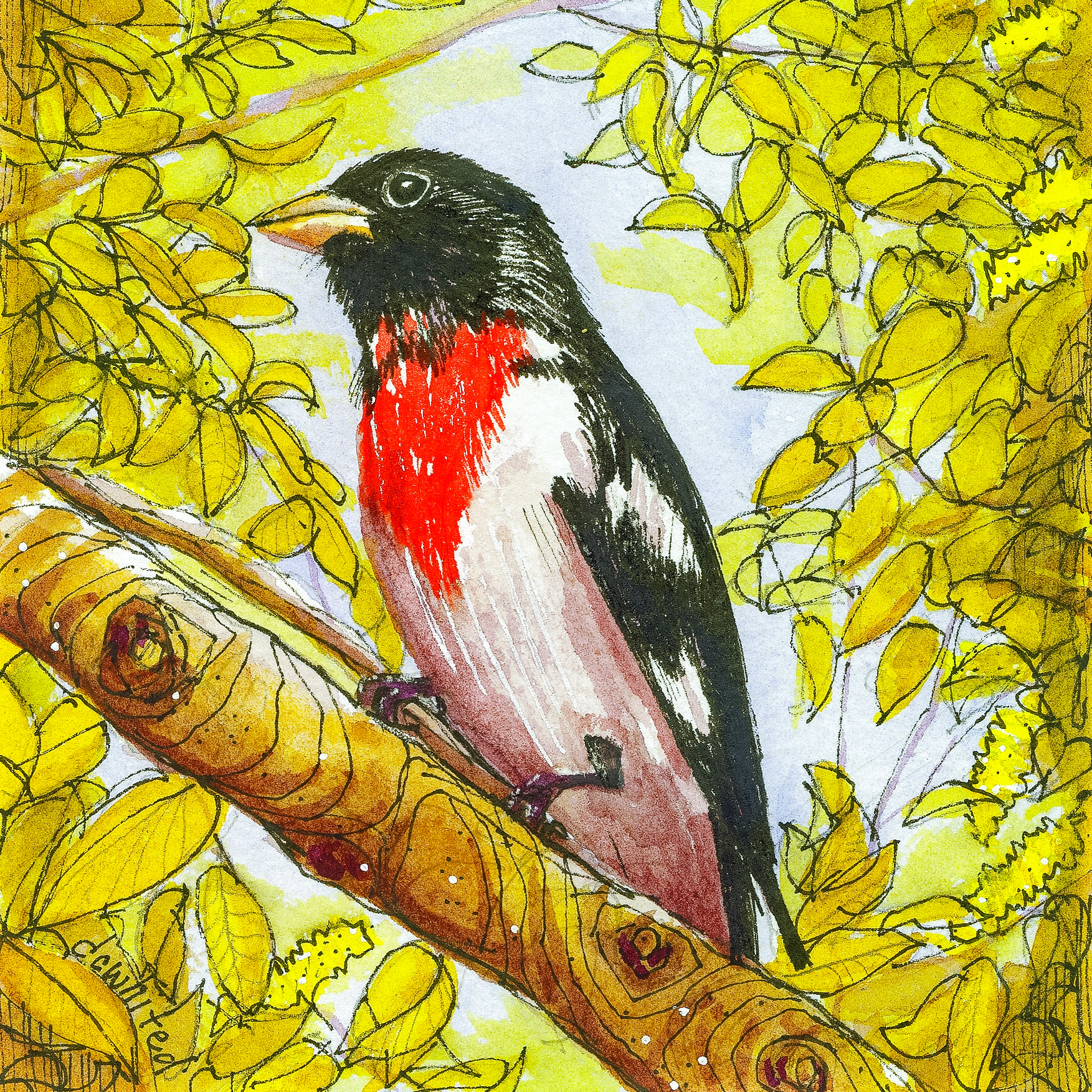 Rose-breasted Grosebeak