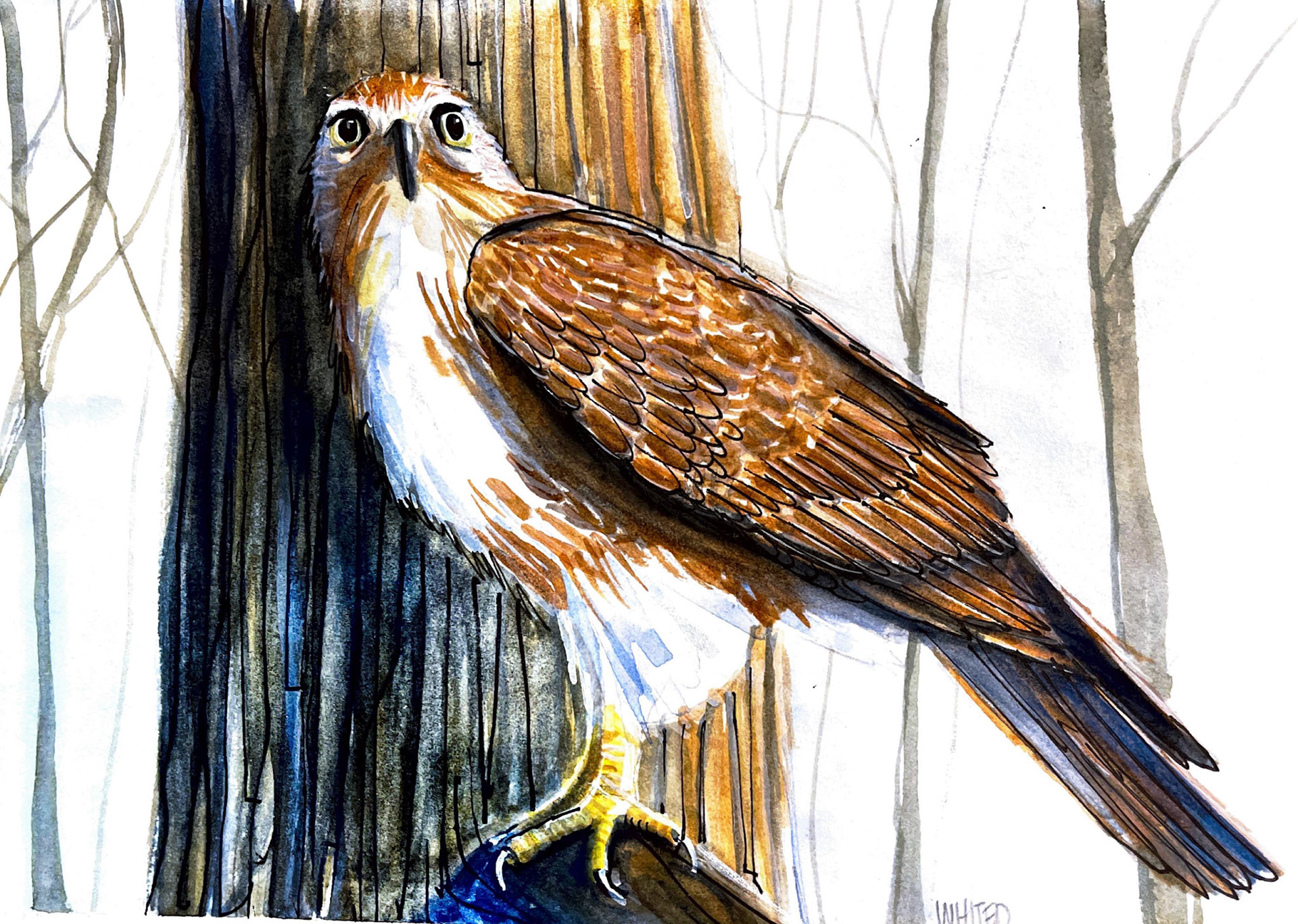 Broad Winged Hawk