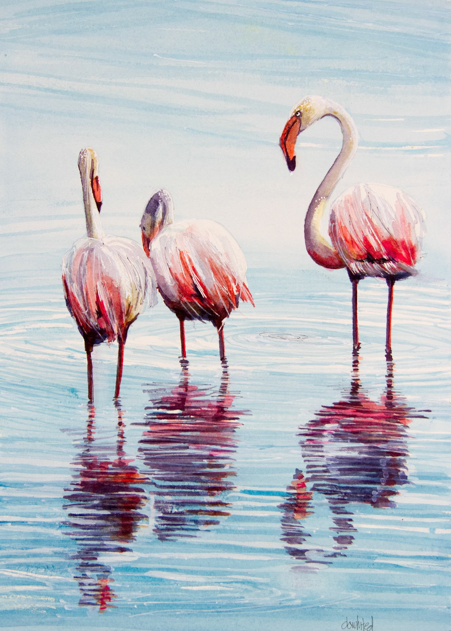 Flamingos (South Africa)