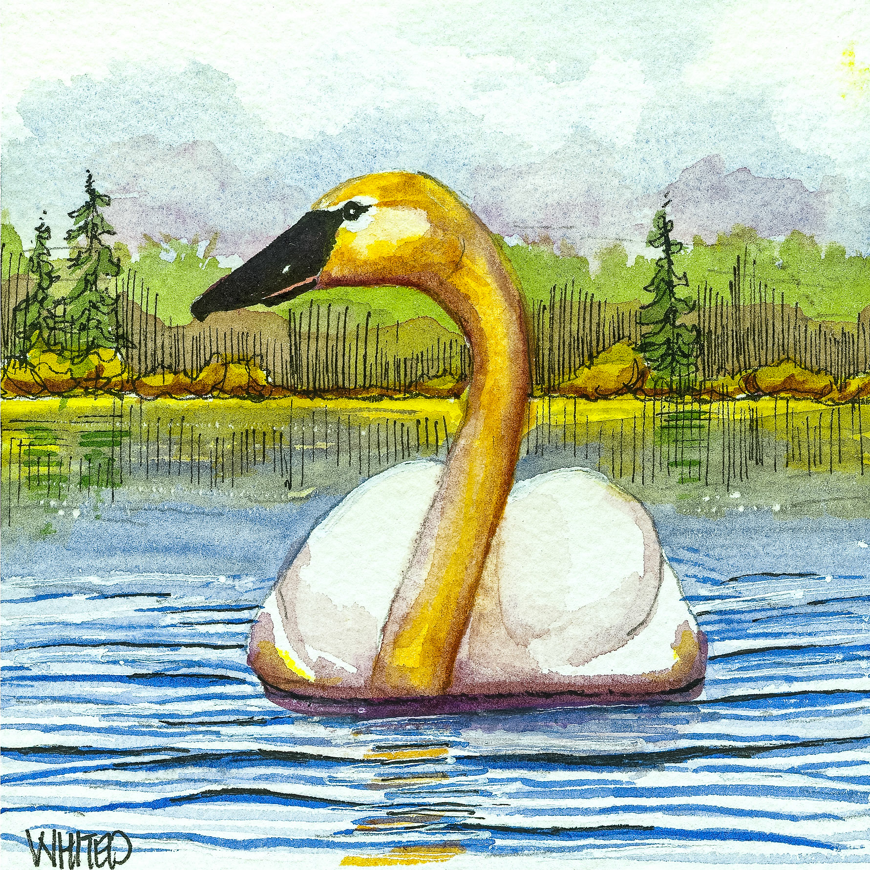 Trumpeter Swam