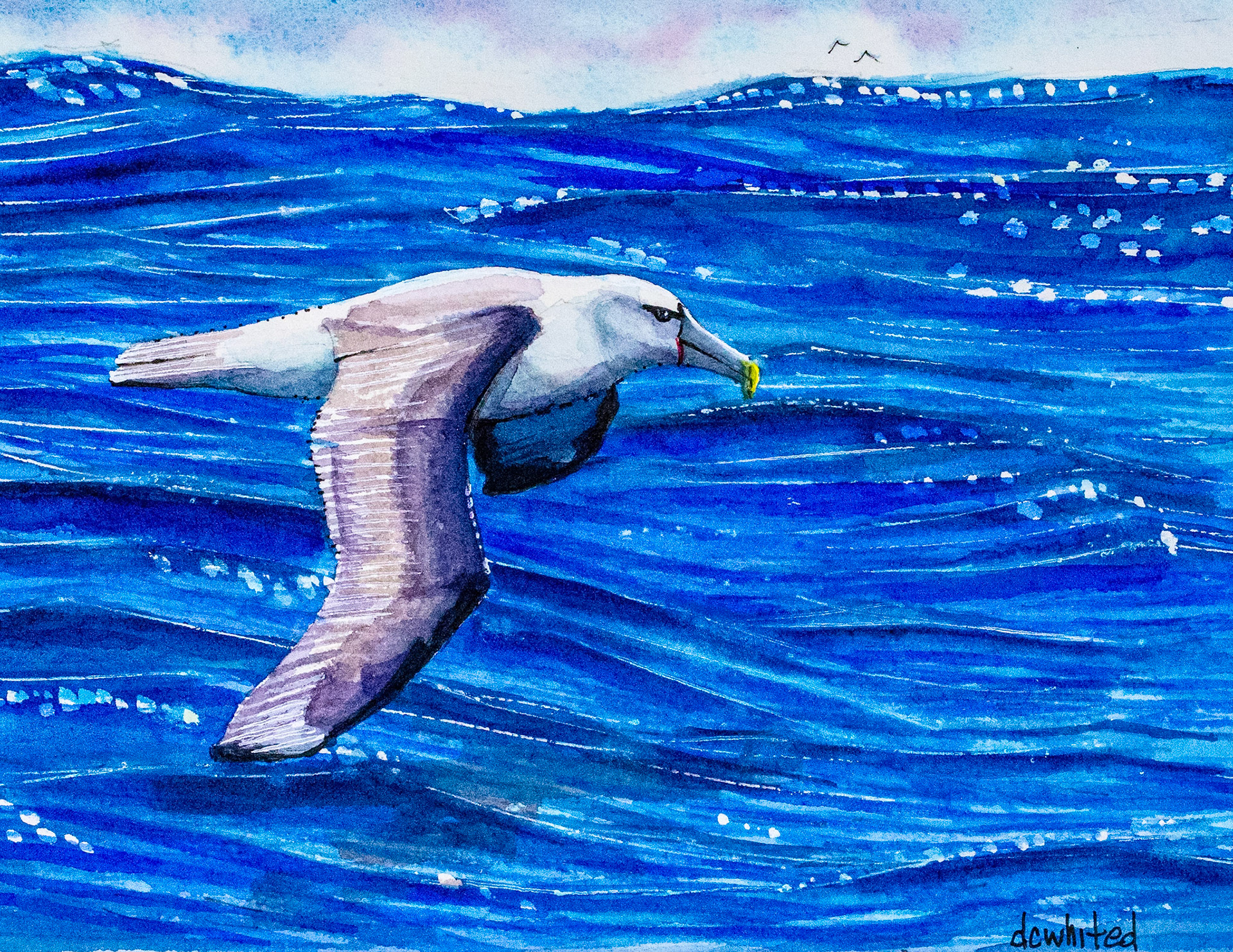 Shy Albatross
