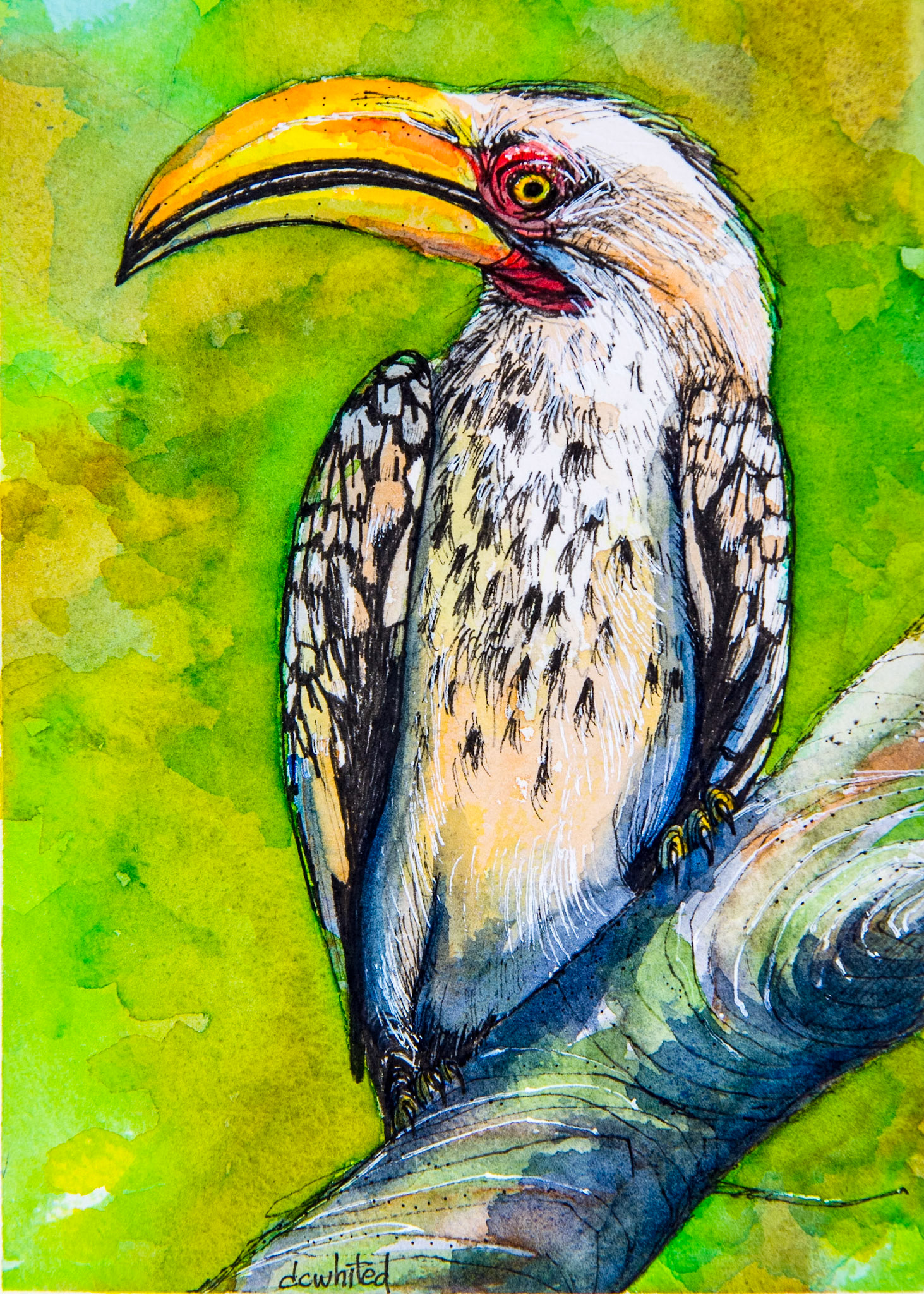 Yellow-billed Hornbill (South Africa)