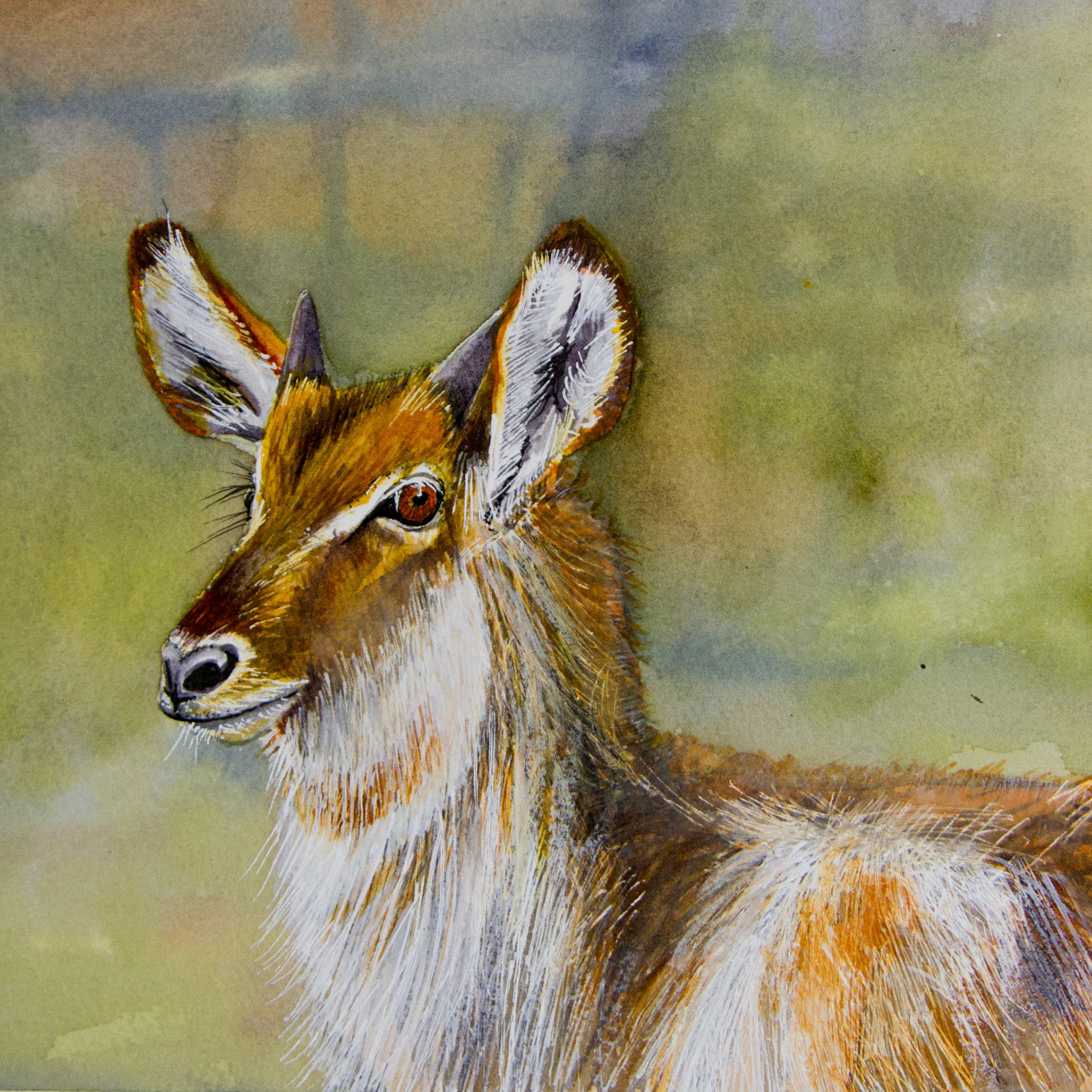 Young waterbuck S. Africa 9x9 watercolor