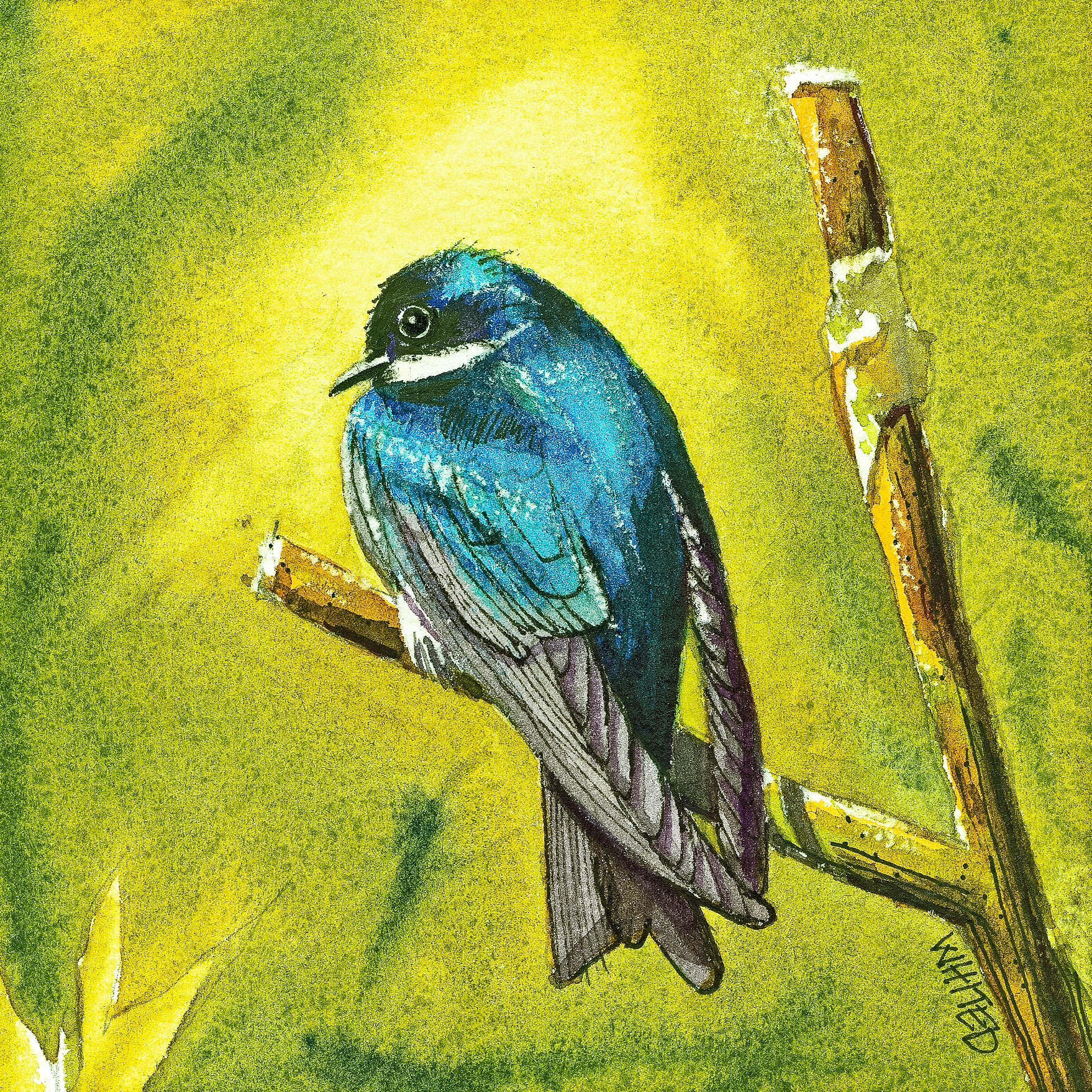Tree Swallow