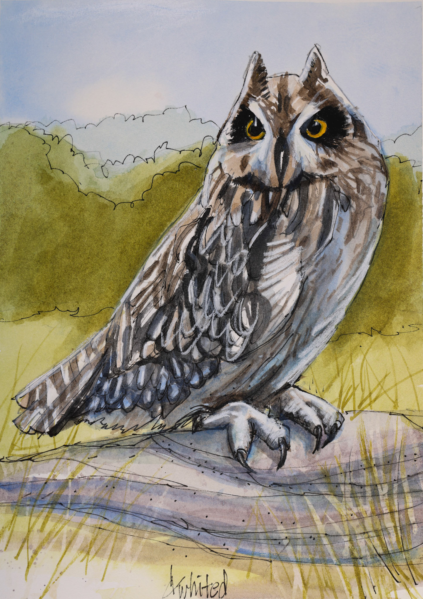 Short-eared Owl