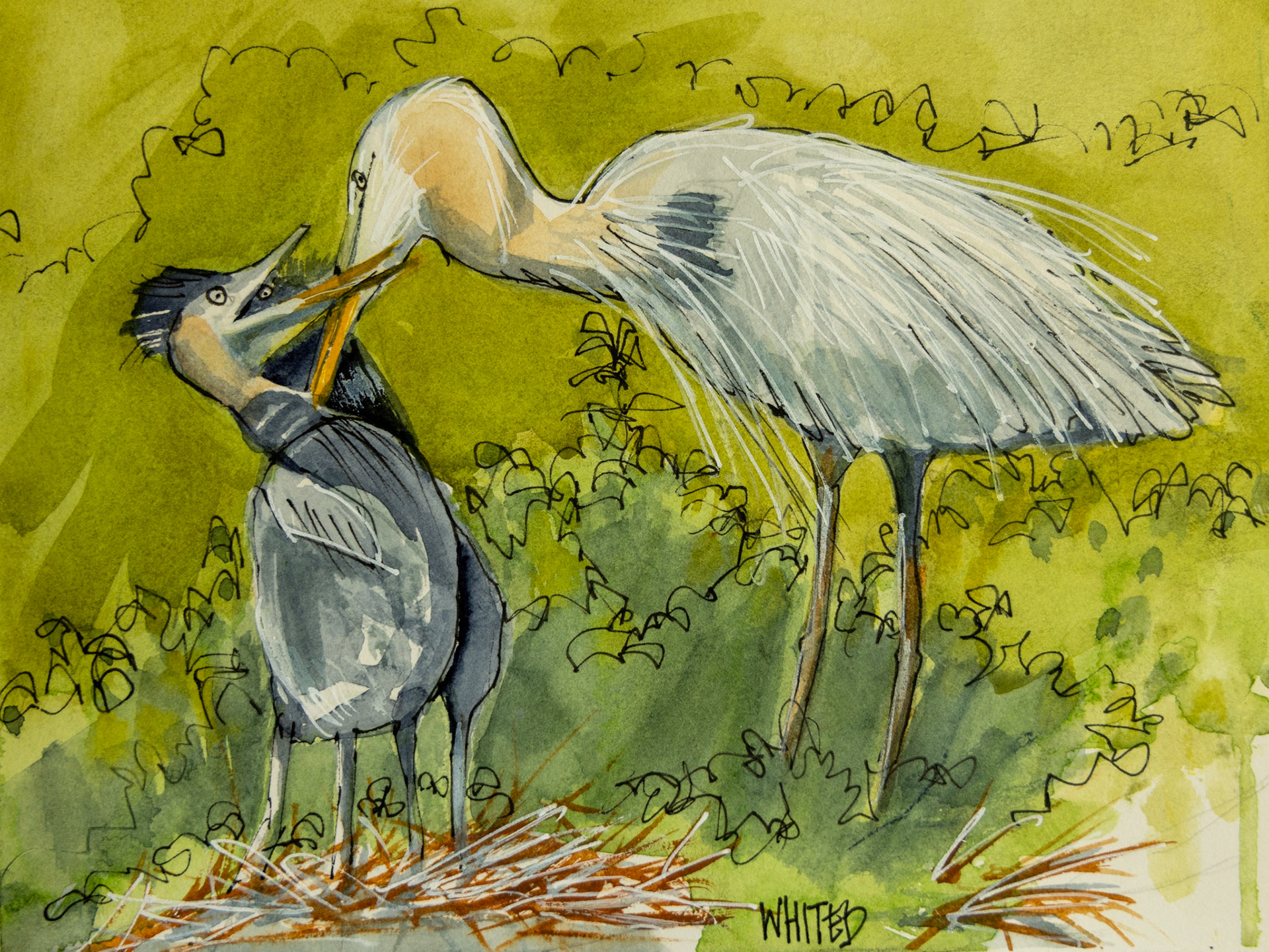Great glue Heron with young
