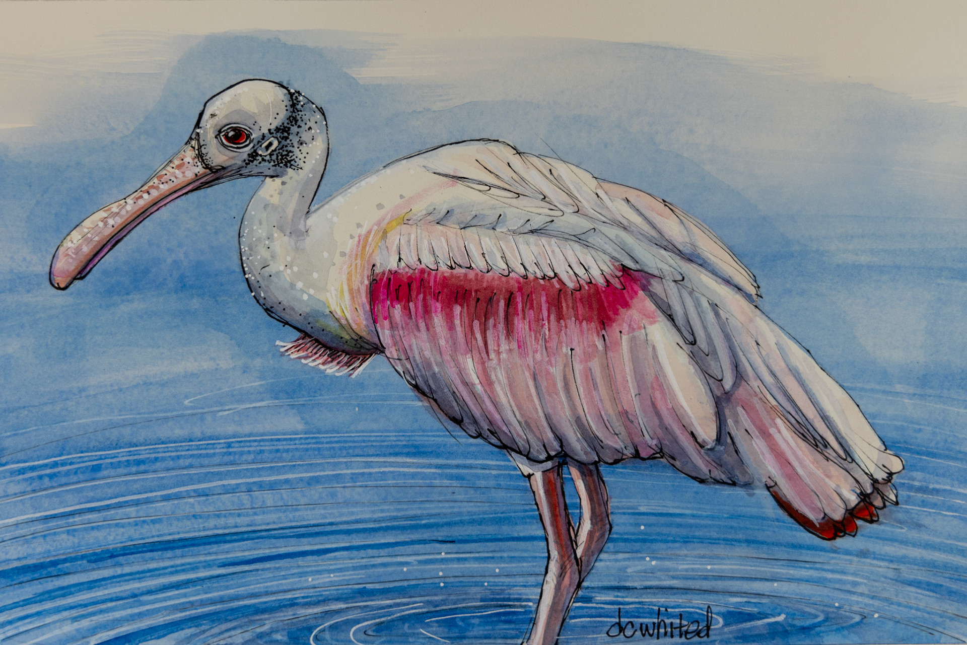 Roseate Spoonbill