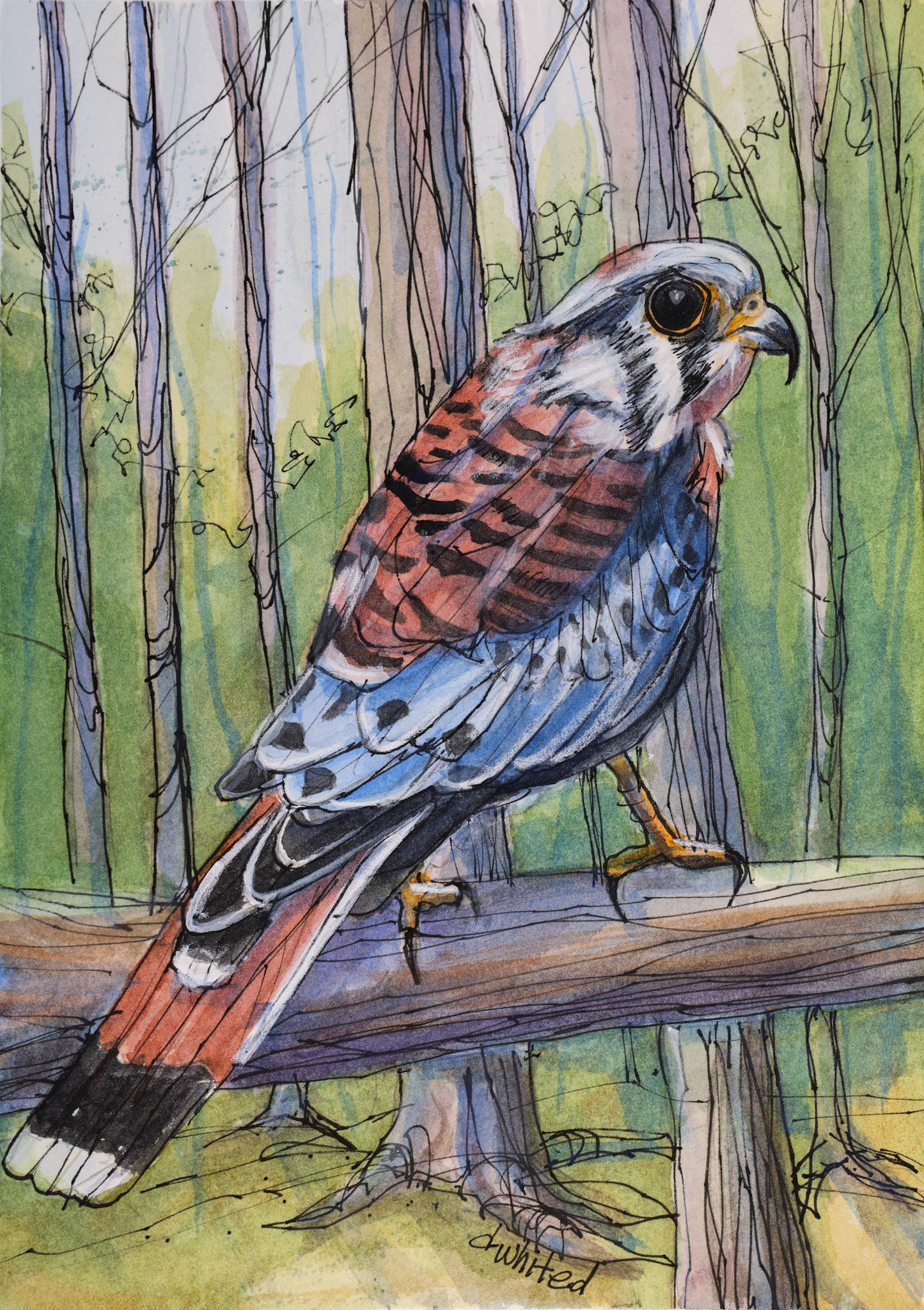 American Kestrel