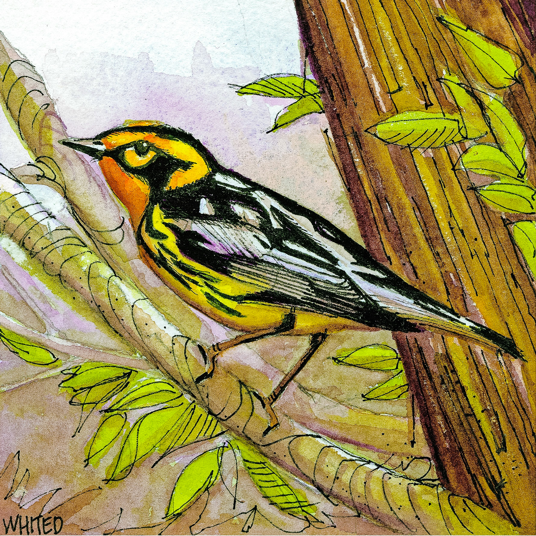 Blackburnian Warbler