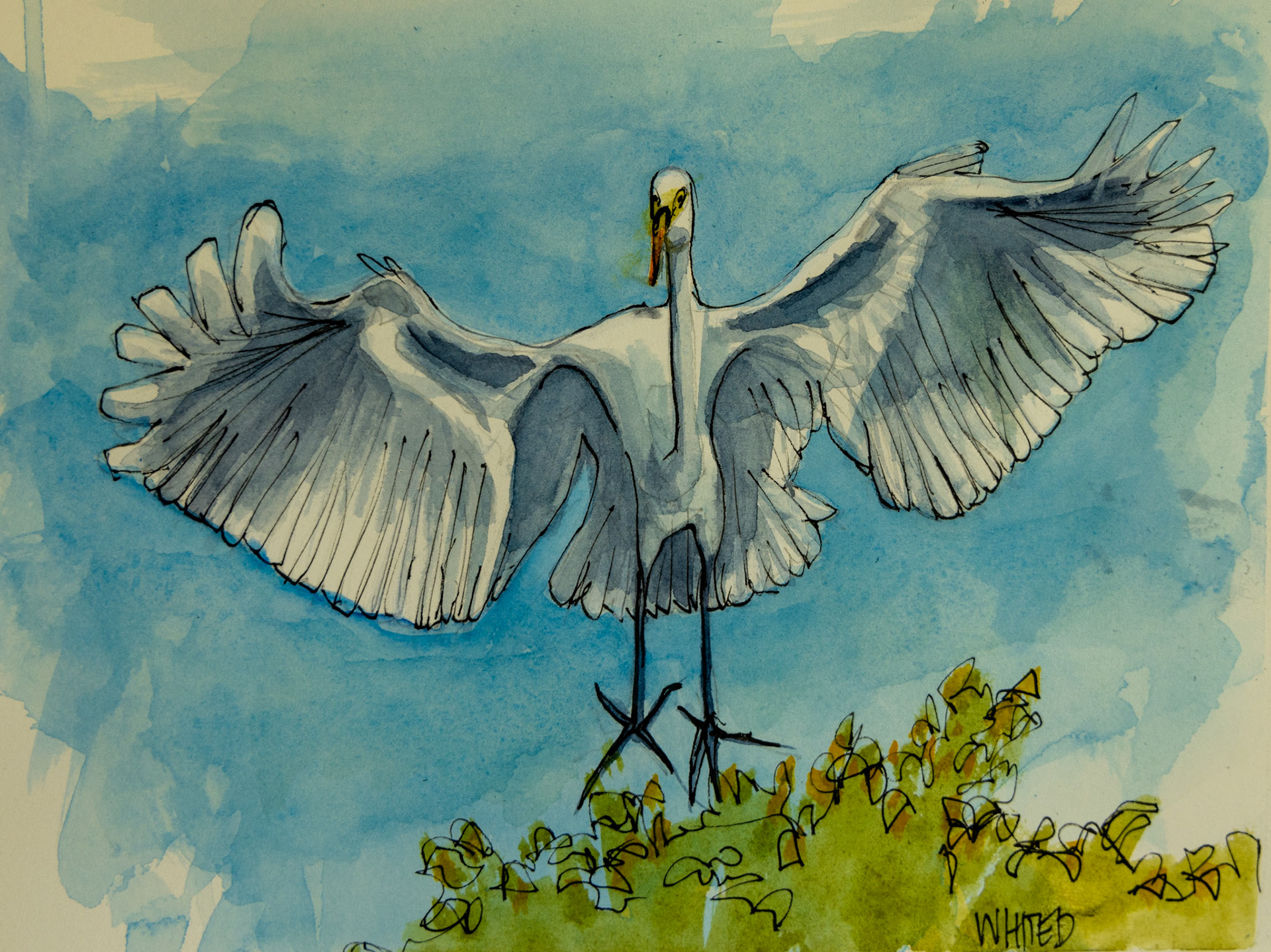 Great Egret in flight