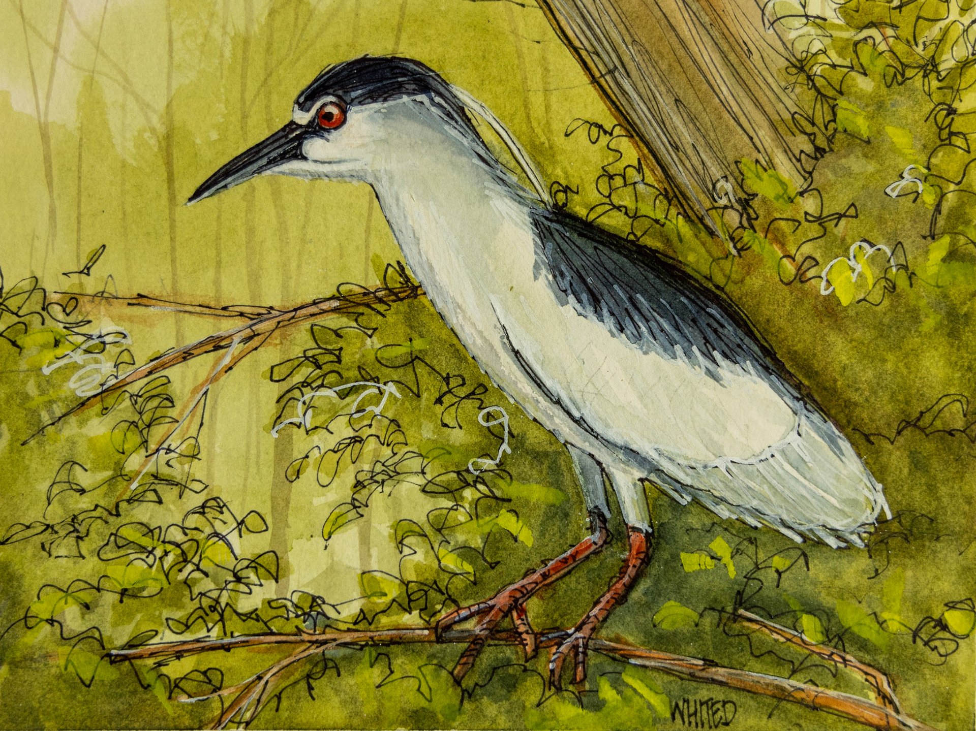 Black-crowned Night Heron