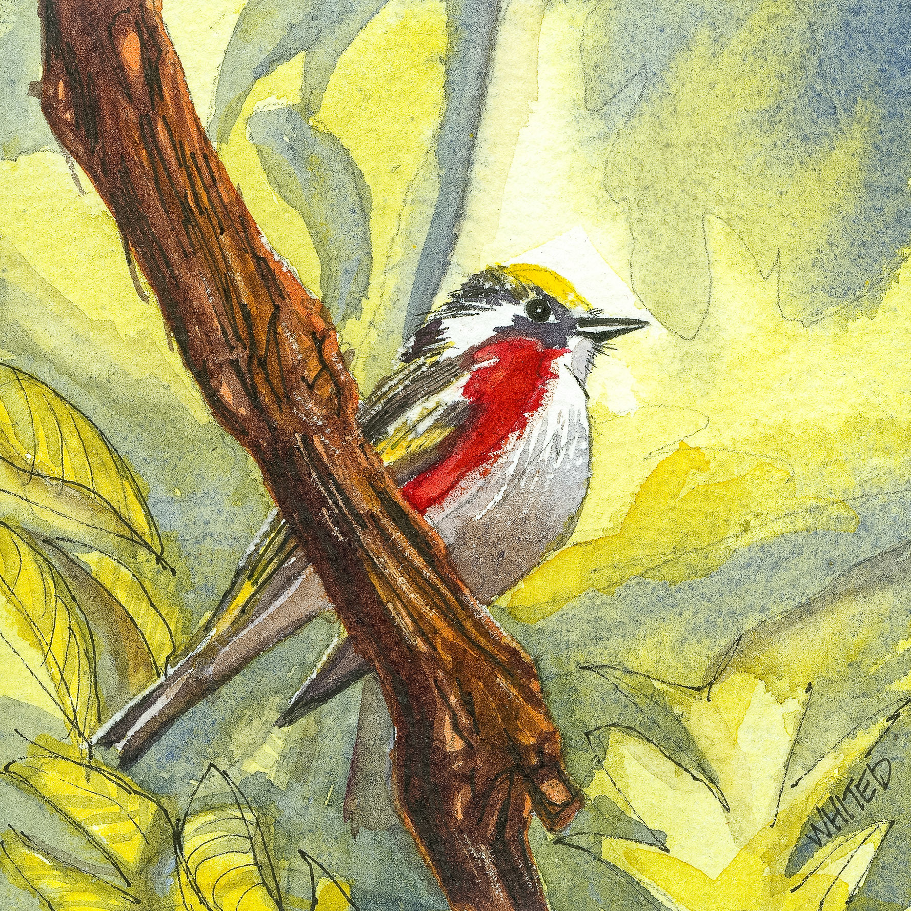Chestnut-sided Warbler