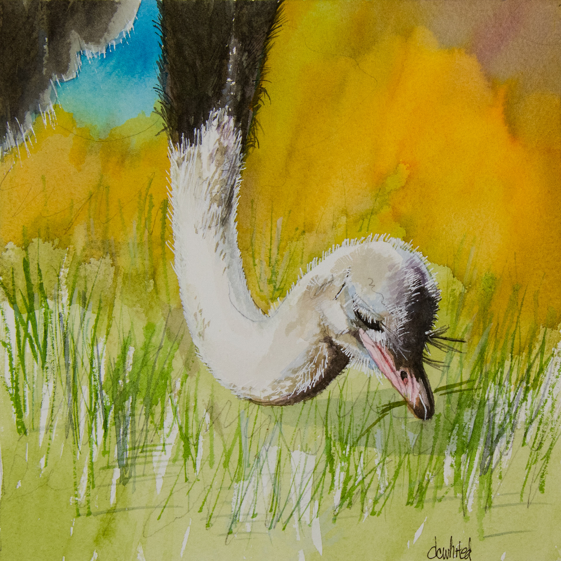 Ostrich (South Africa)