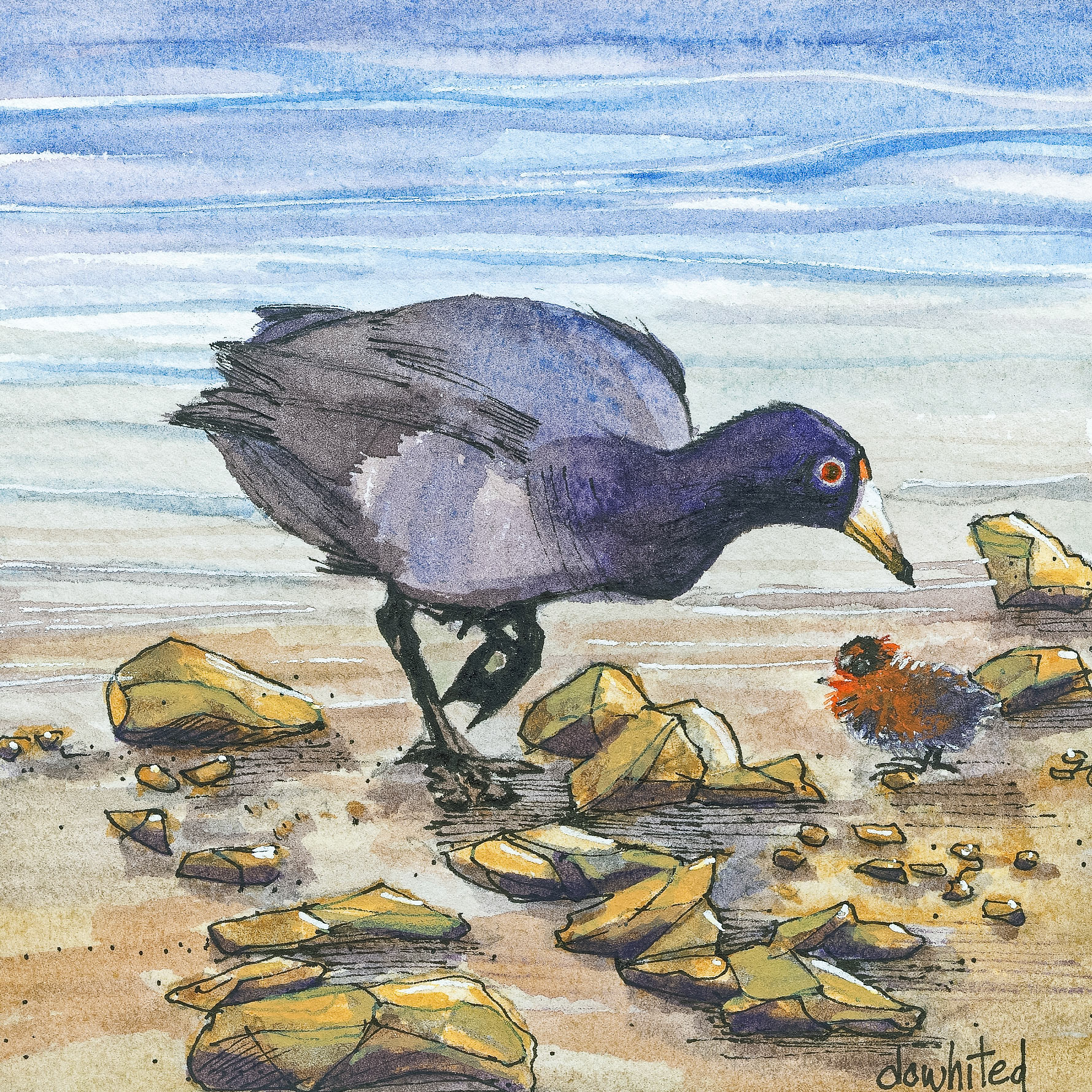 American Coot