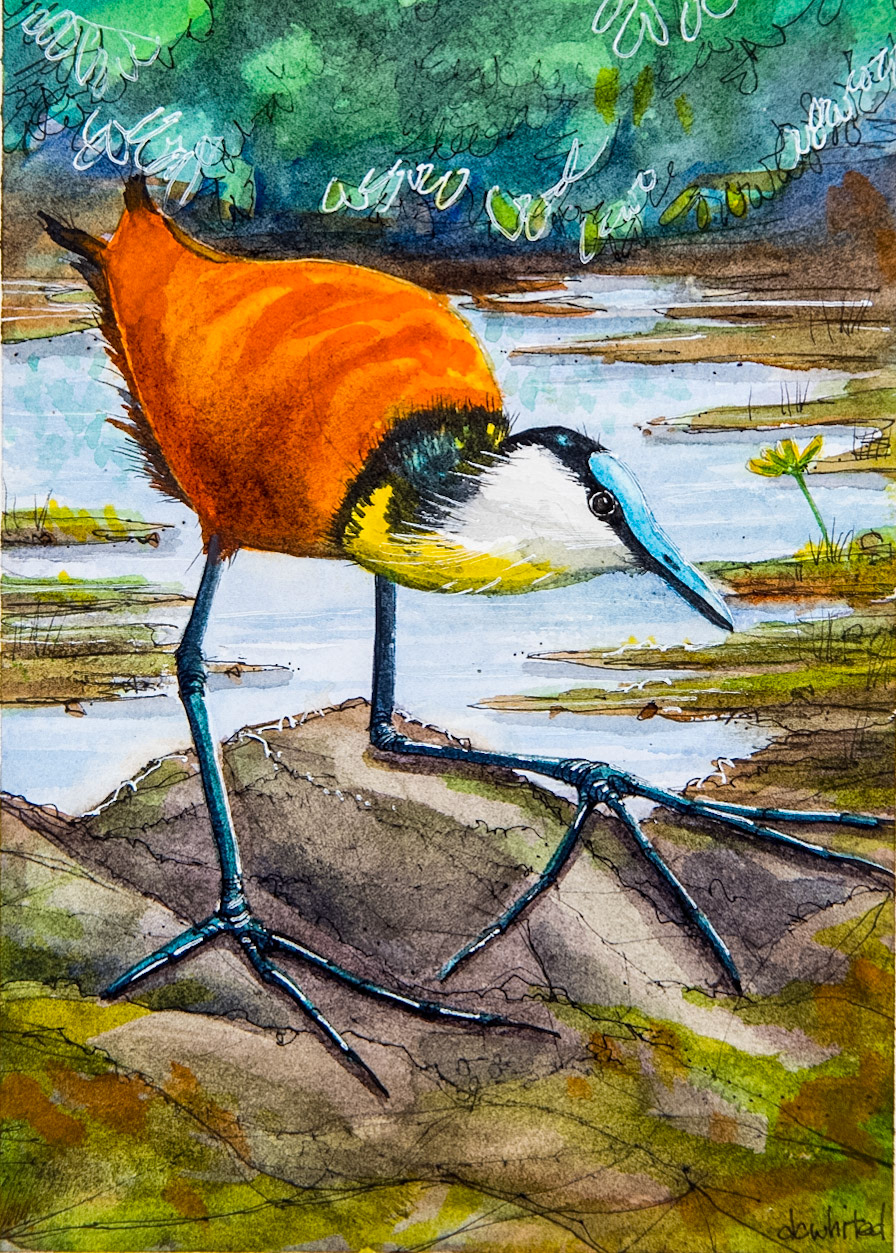 African Jacana (South Africa)