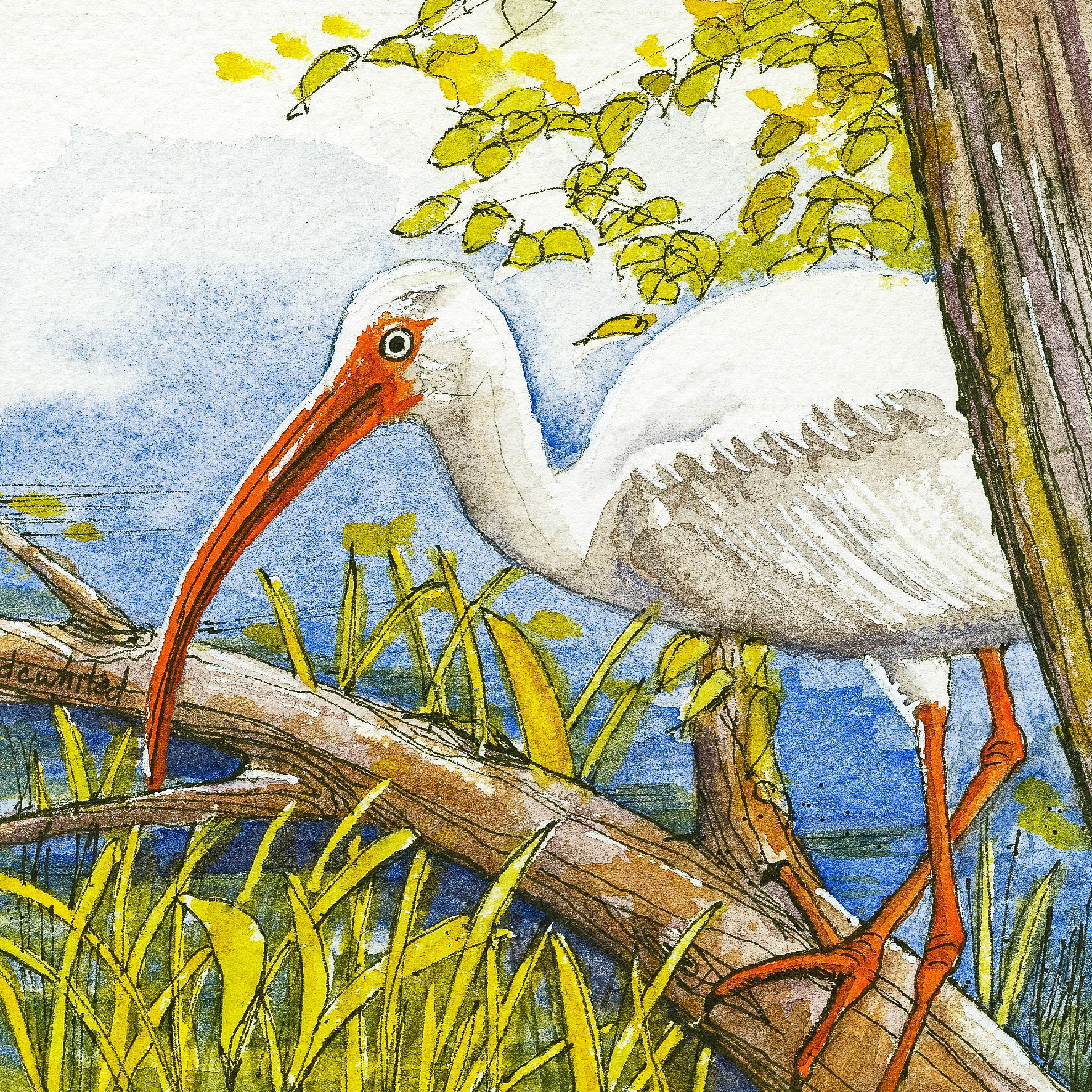 White Ibis