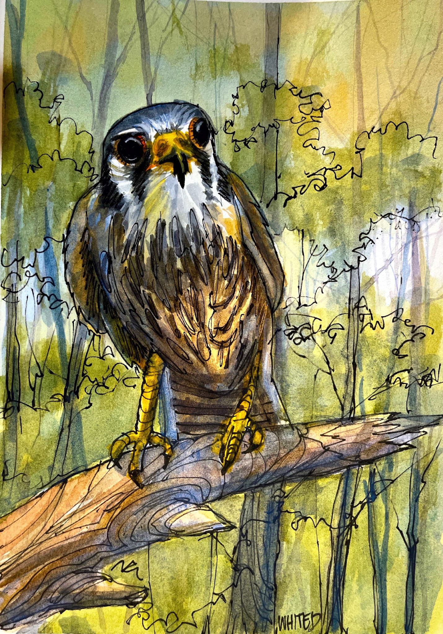 American Kestrel