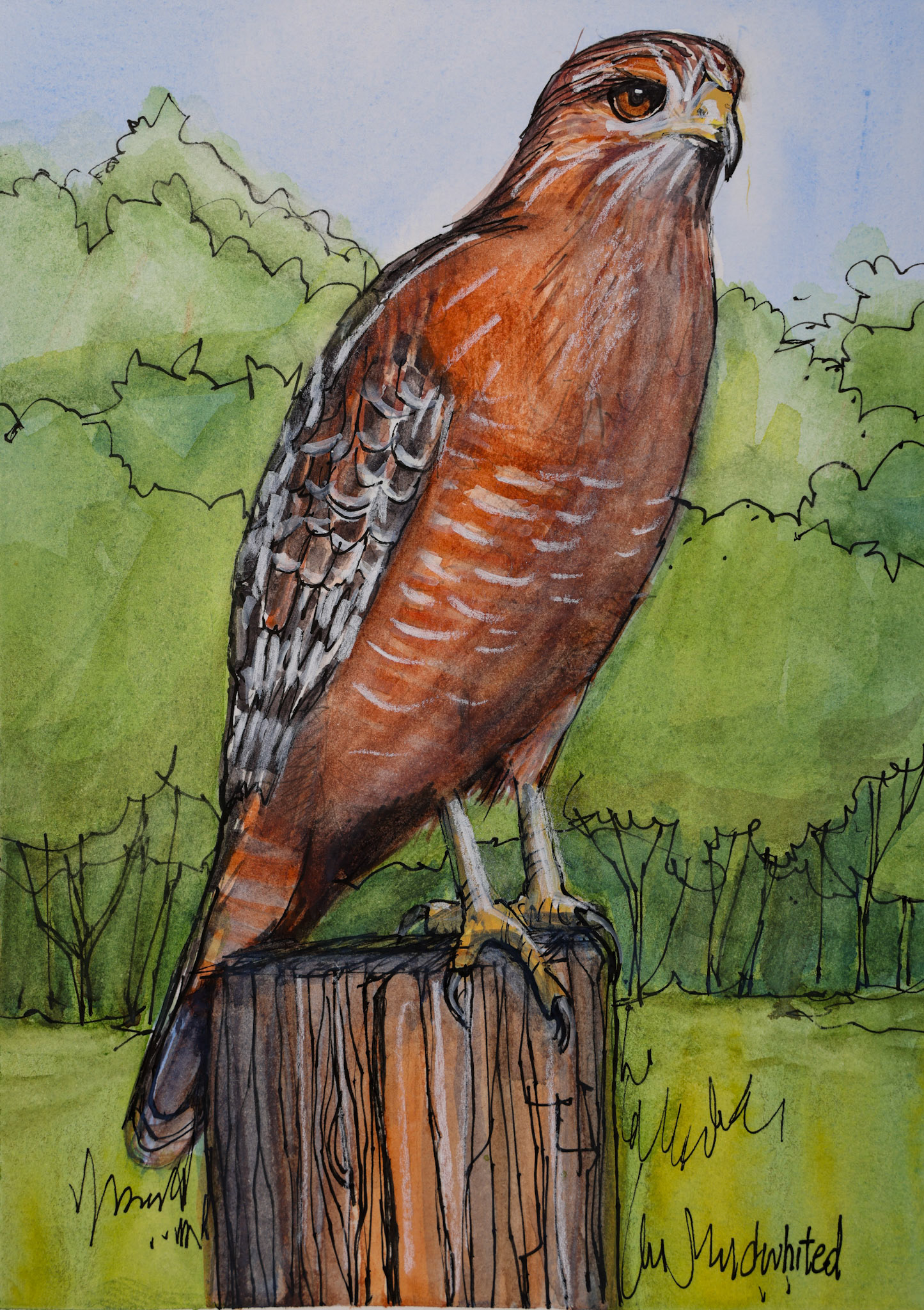 Red-shouldered  Hawk