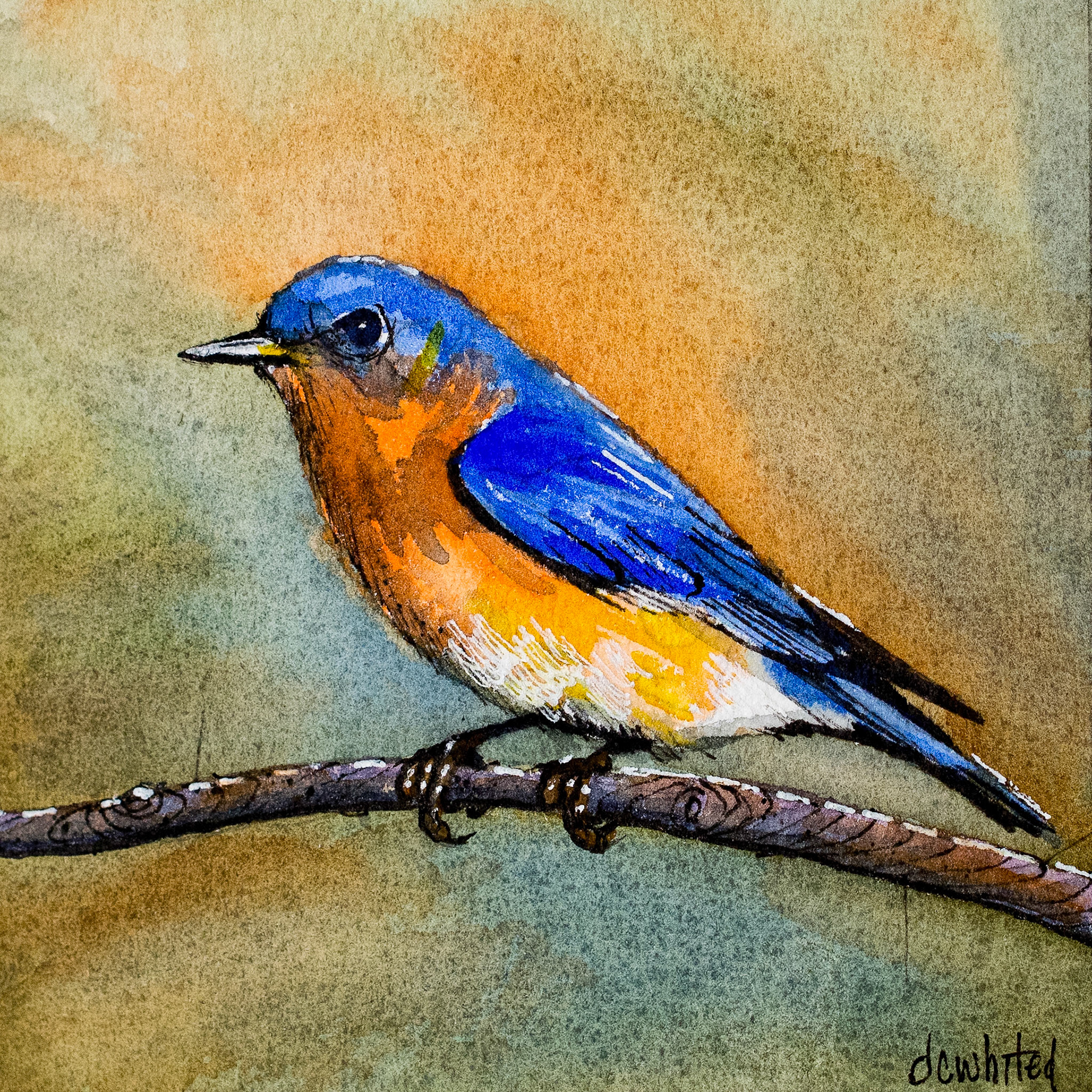  Eastern Bluebird