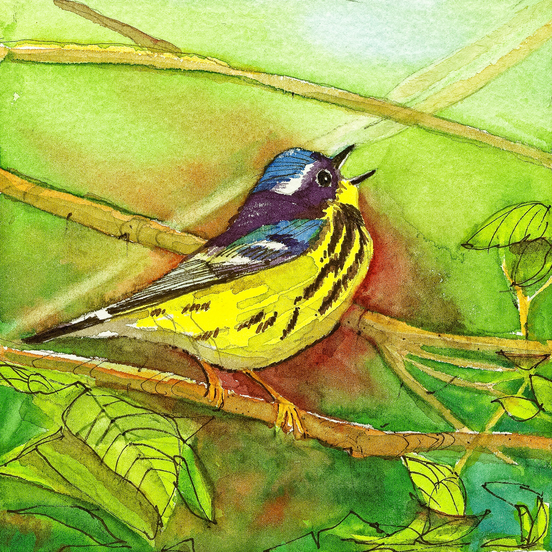 Magnolia Warbler