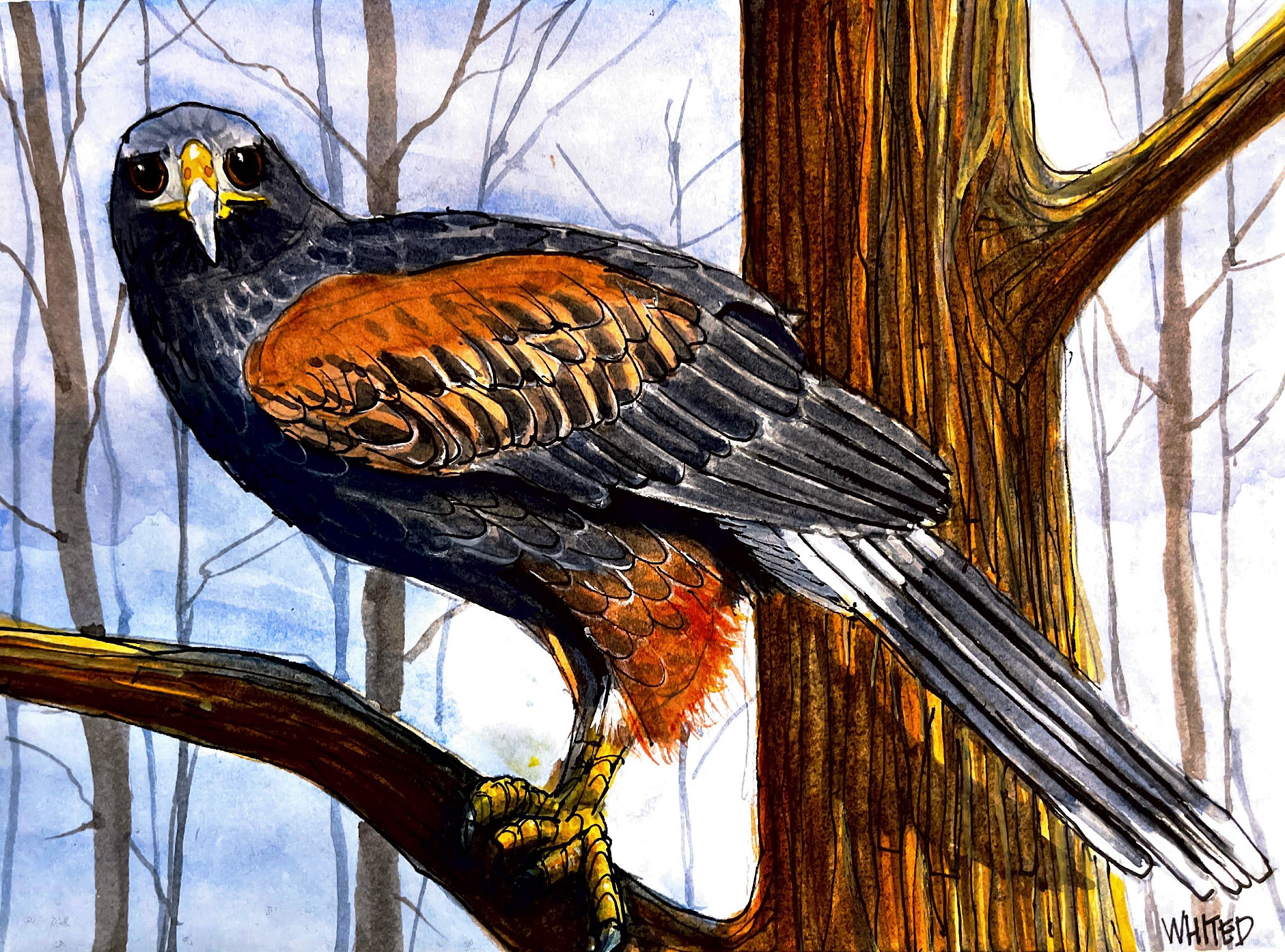 Harris's Hawk