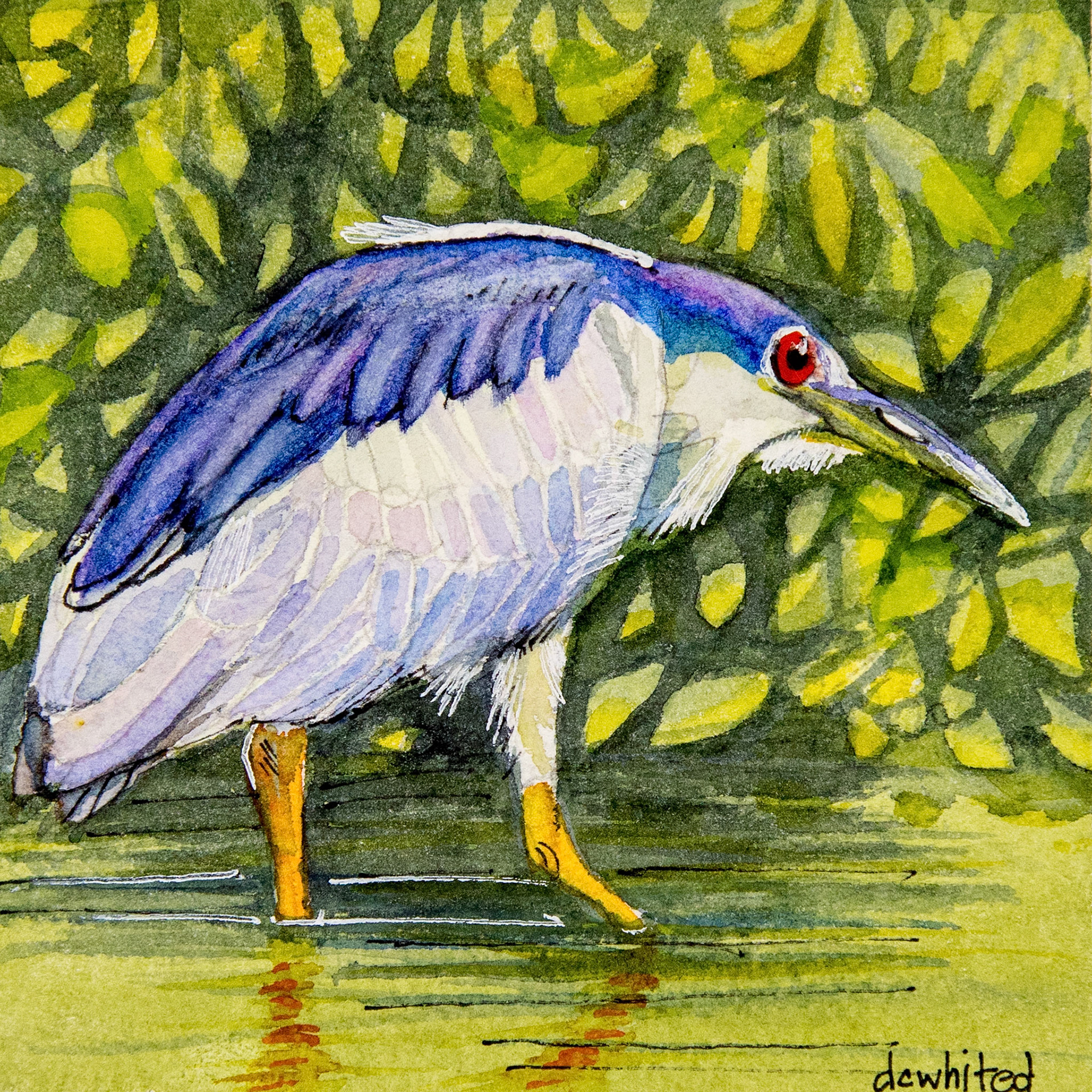 Black-crowned Night Heron
