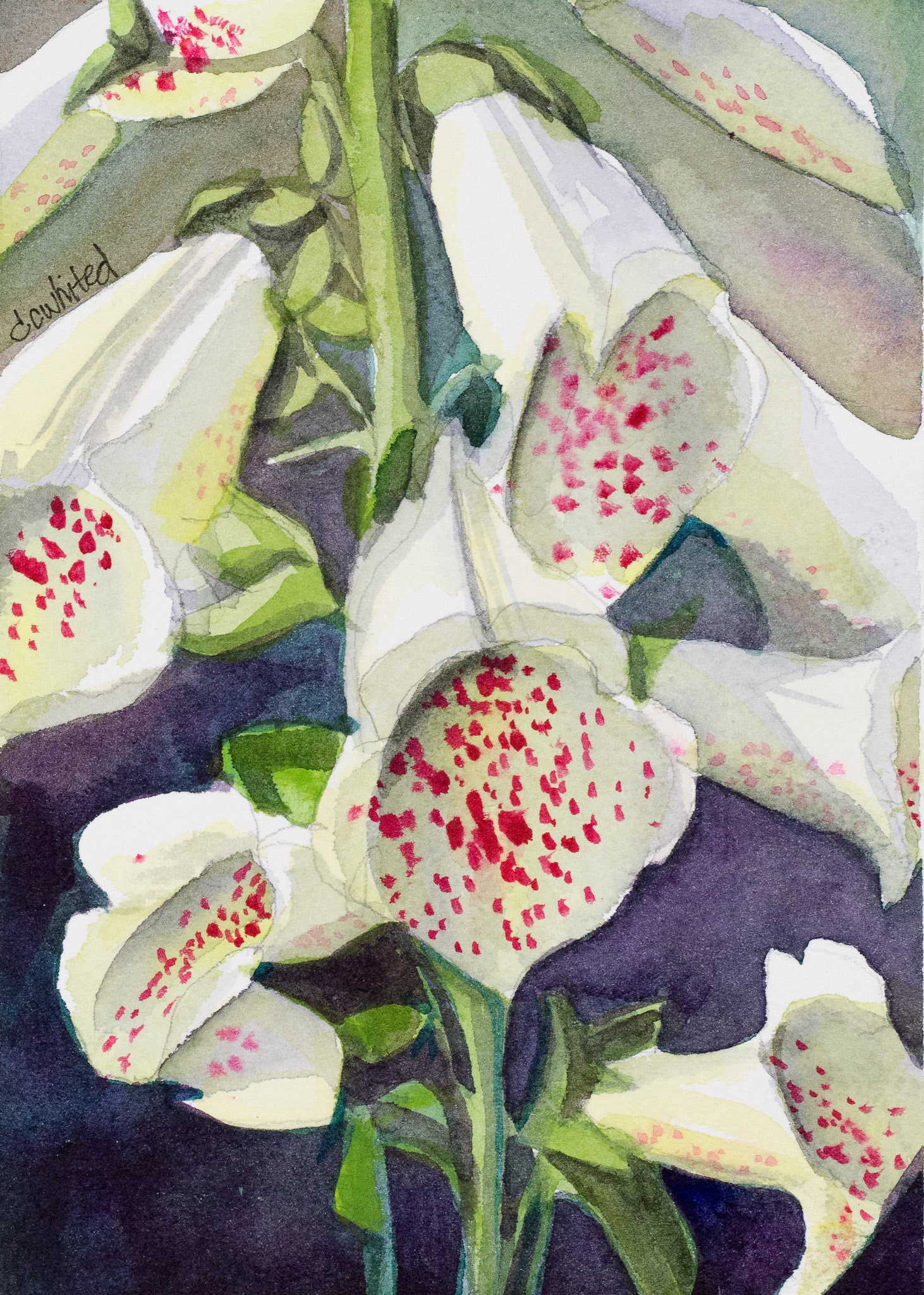 Foxglove Flowers