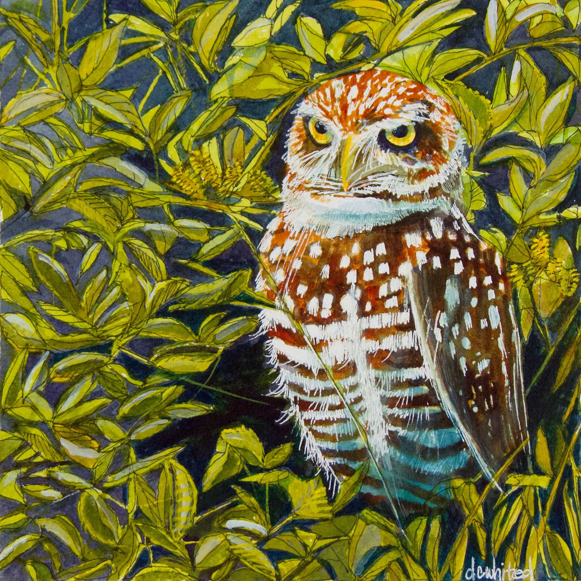 Burrowing Owl