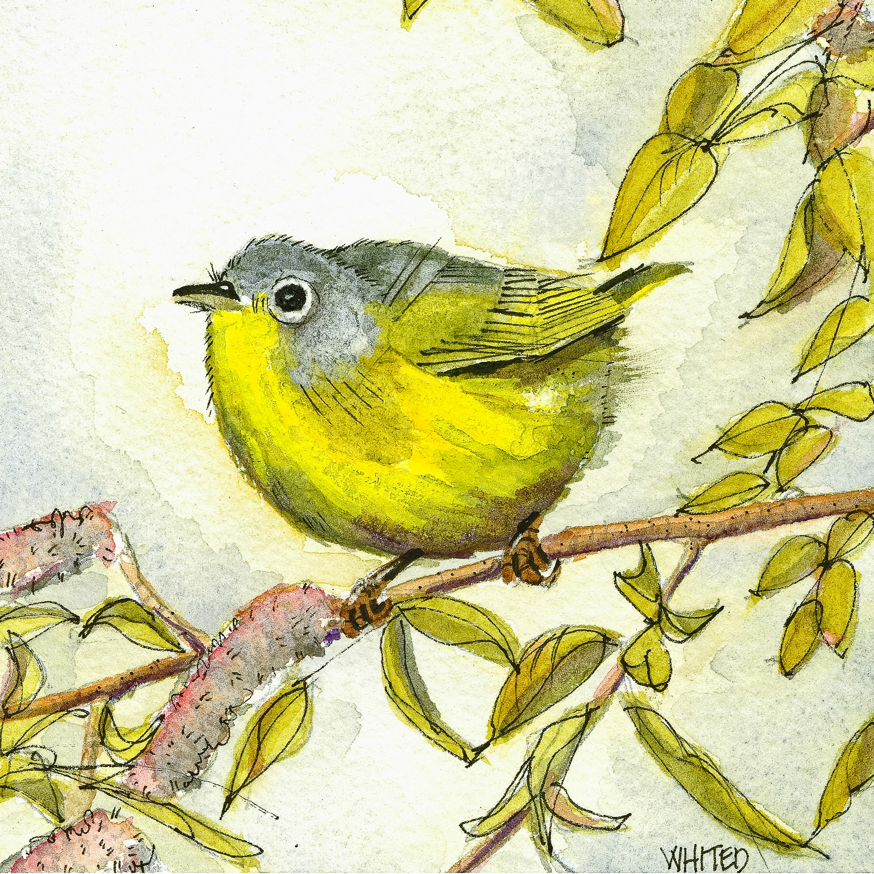 Nashville Warbler