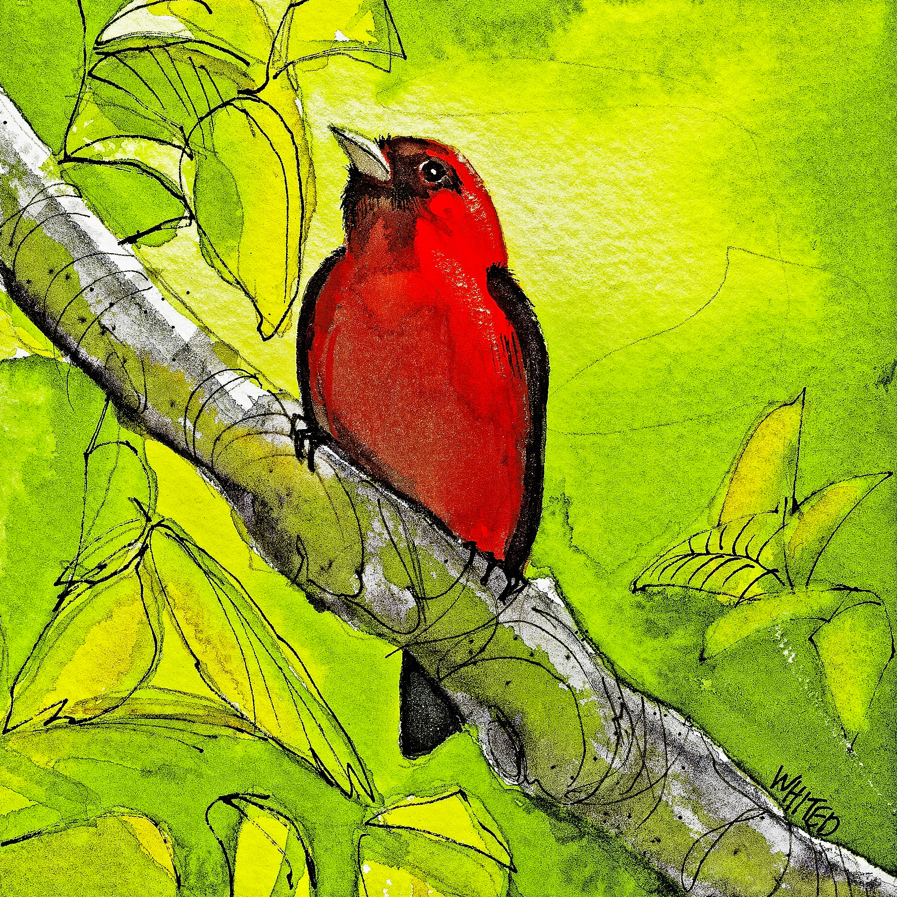 Scarlet Taneger