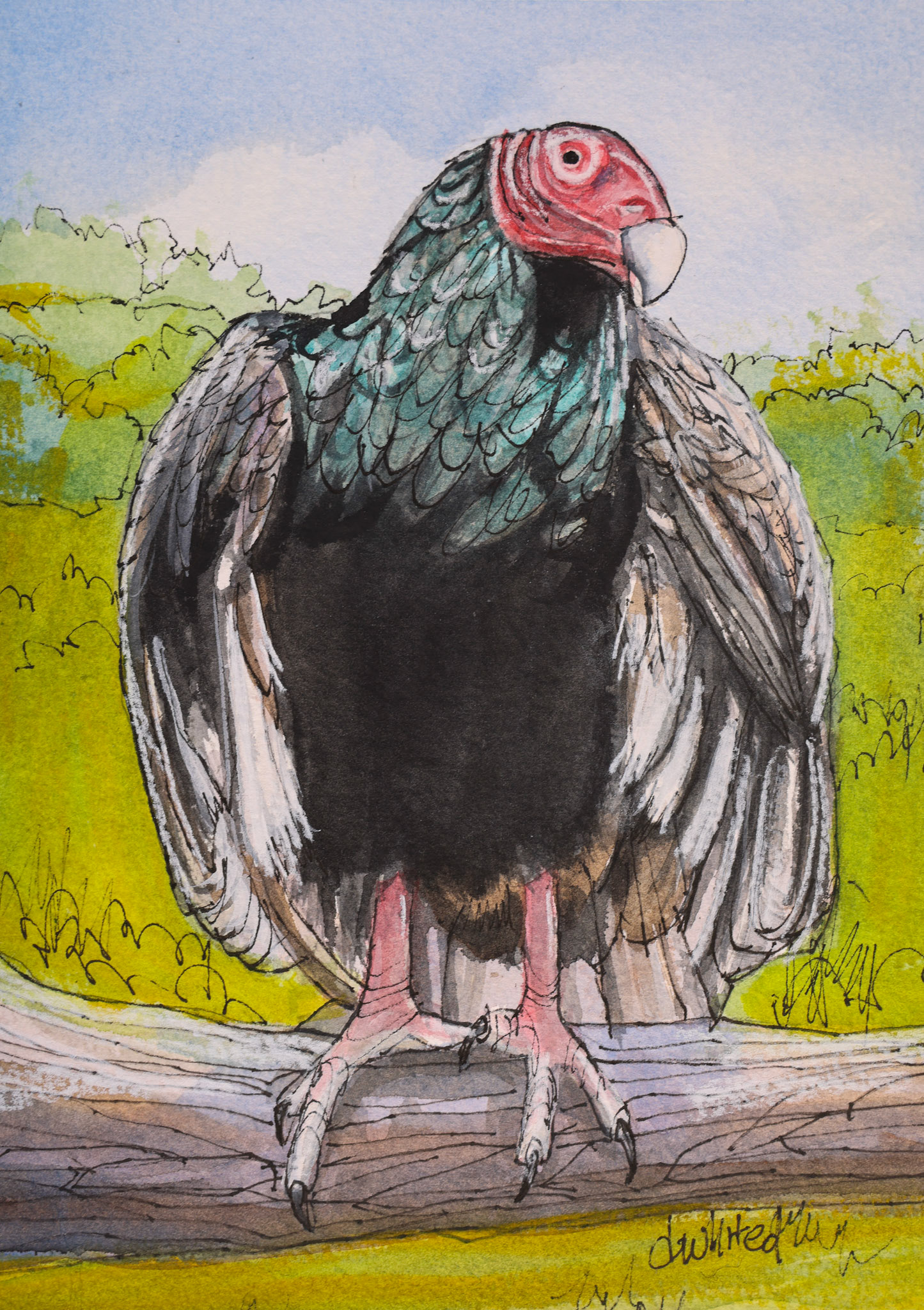 Turkey Vulture