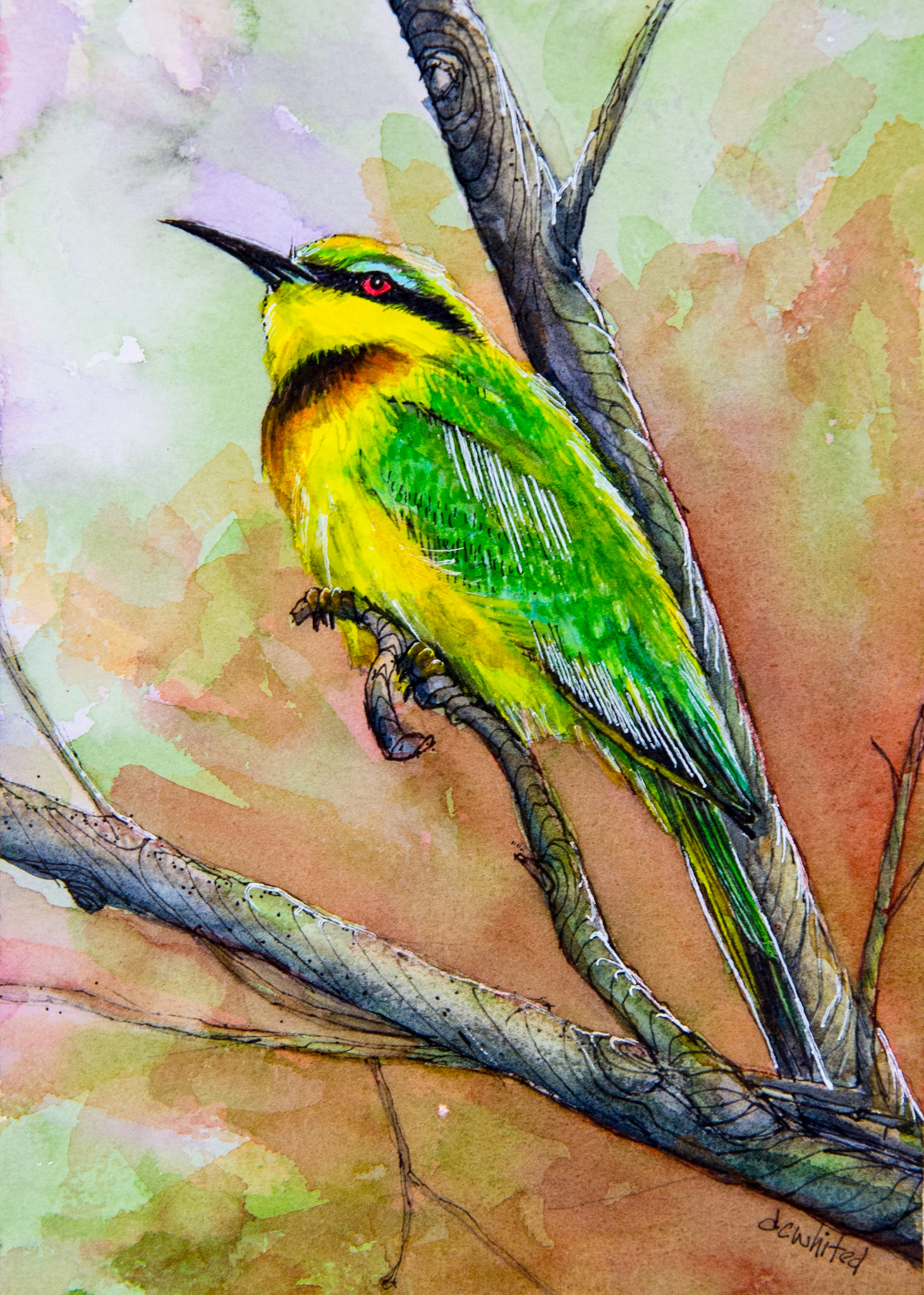 Little Bee Eater (South Africa)