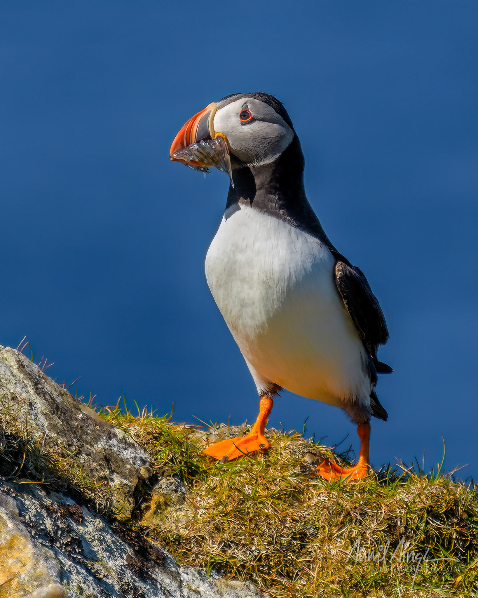 Atlantic puffin (Fratercula arctica), Hermaness , Shetland, UK