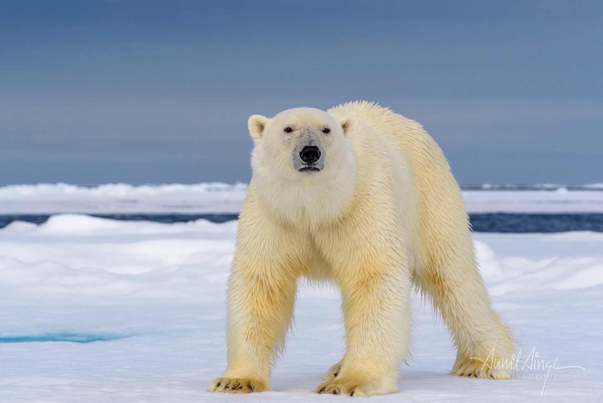 Polar Bear, Svalbard, Norway