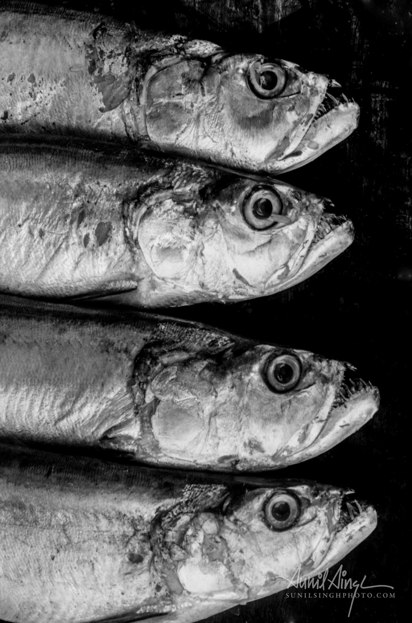 Four fish, Mumbai, India